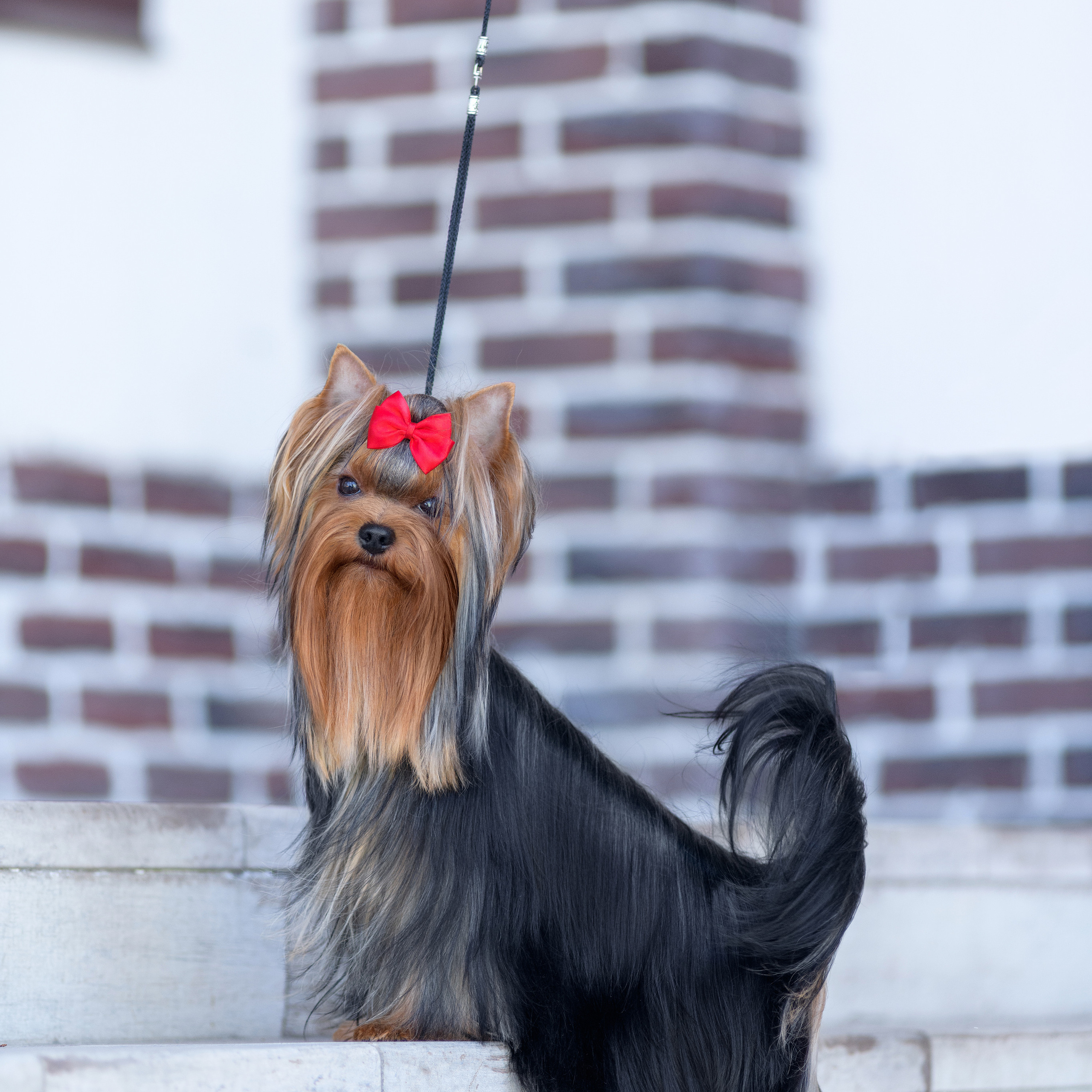 Отзывы о фотографе. Семьи, дети, сады, школы. Фотограф Первенцева Елена. Москва