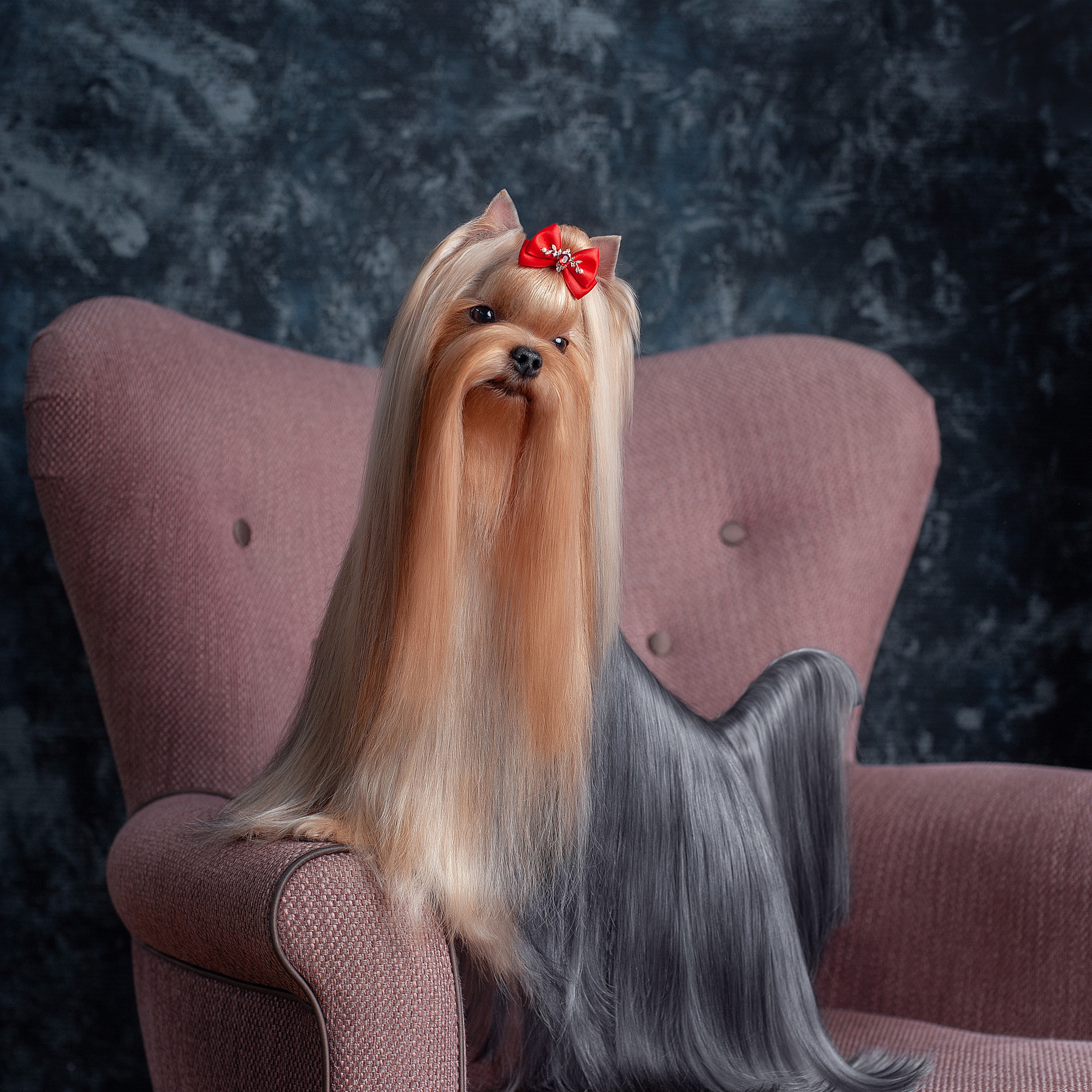 Студийная съемка собаки. Семьи, дети, сады, школы. Фотограф Первенцева Елена. Москва