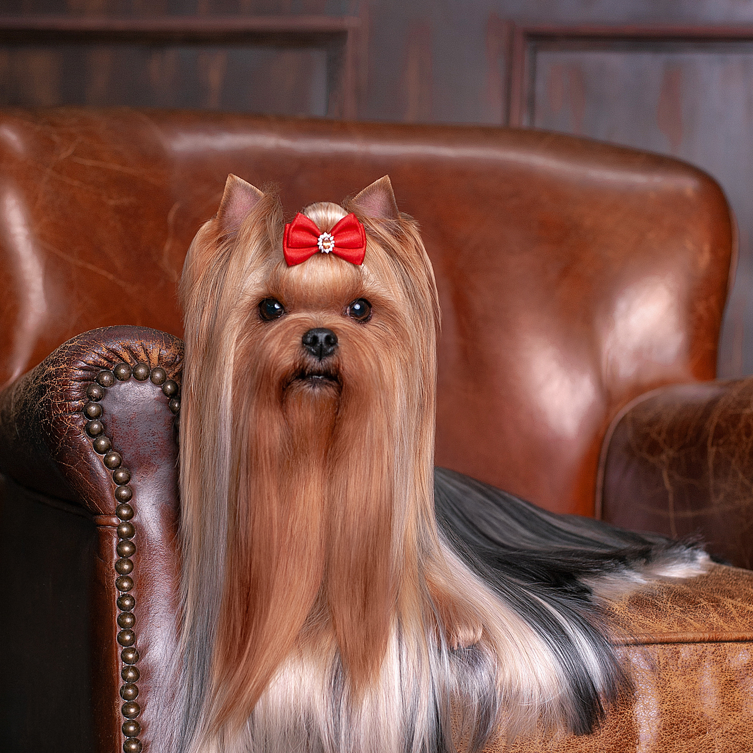 Студийная съемка собаки. Семьи, дети, сады, школы. Фотограф Первенцева Елена. Москва