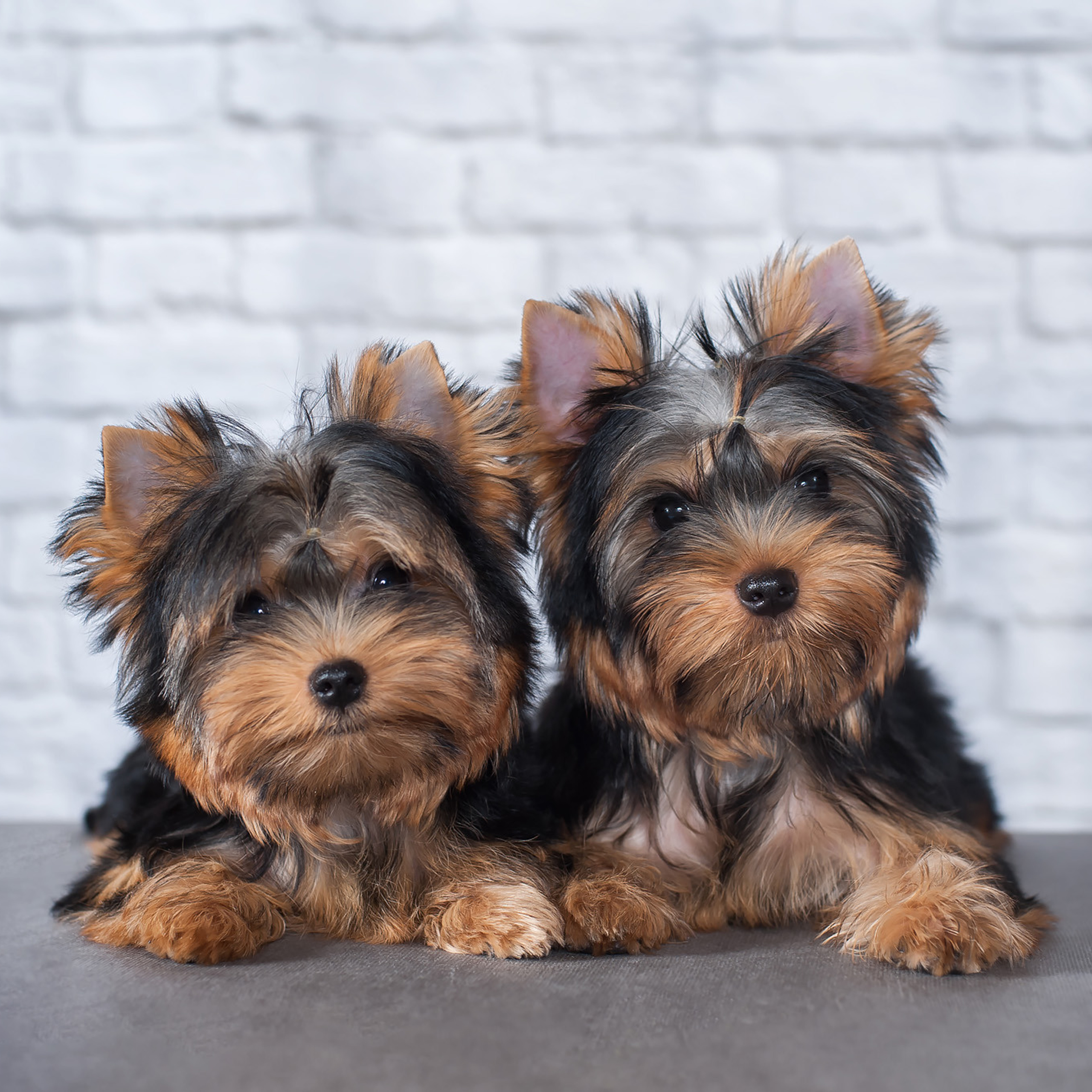 Студийная съемка собаки. Семьи, дети, сады, школы. Фотограф Первенцева Елена. Москва