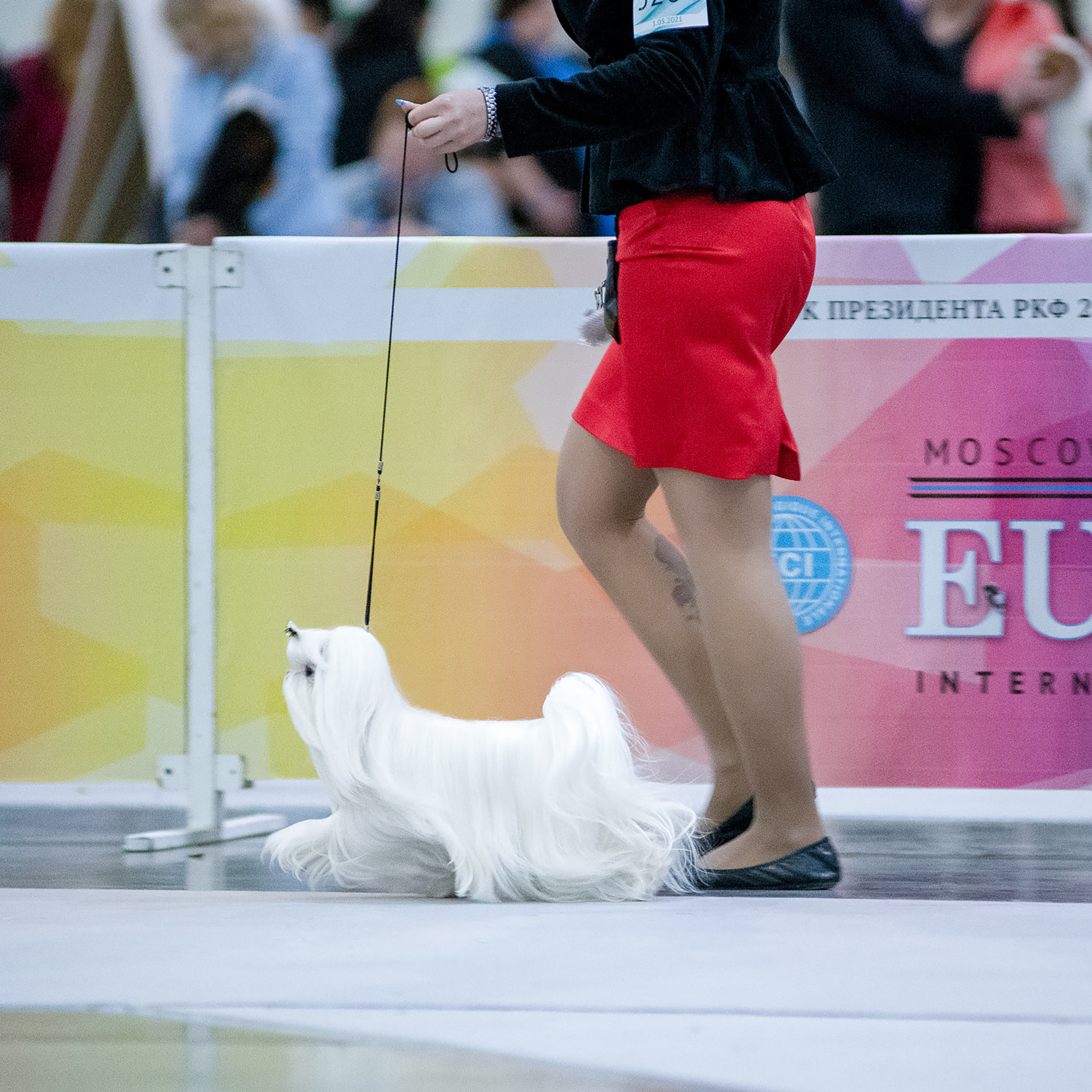 Репортажная съемка на выставке собак. Семьи, дети, сады, школы. Фотограф Первенцева Елена. Москва