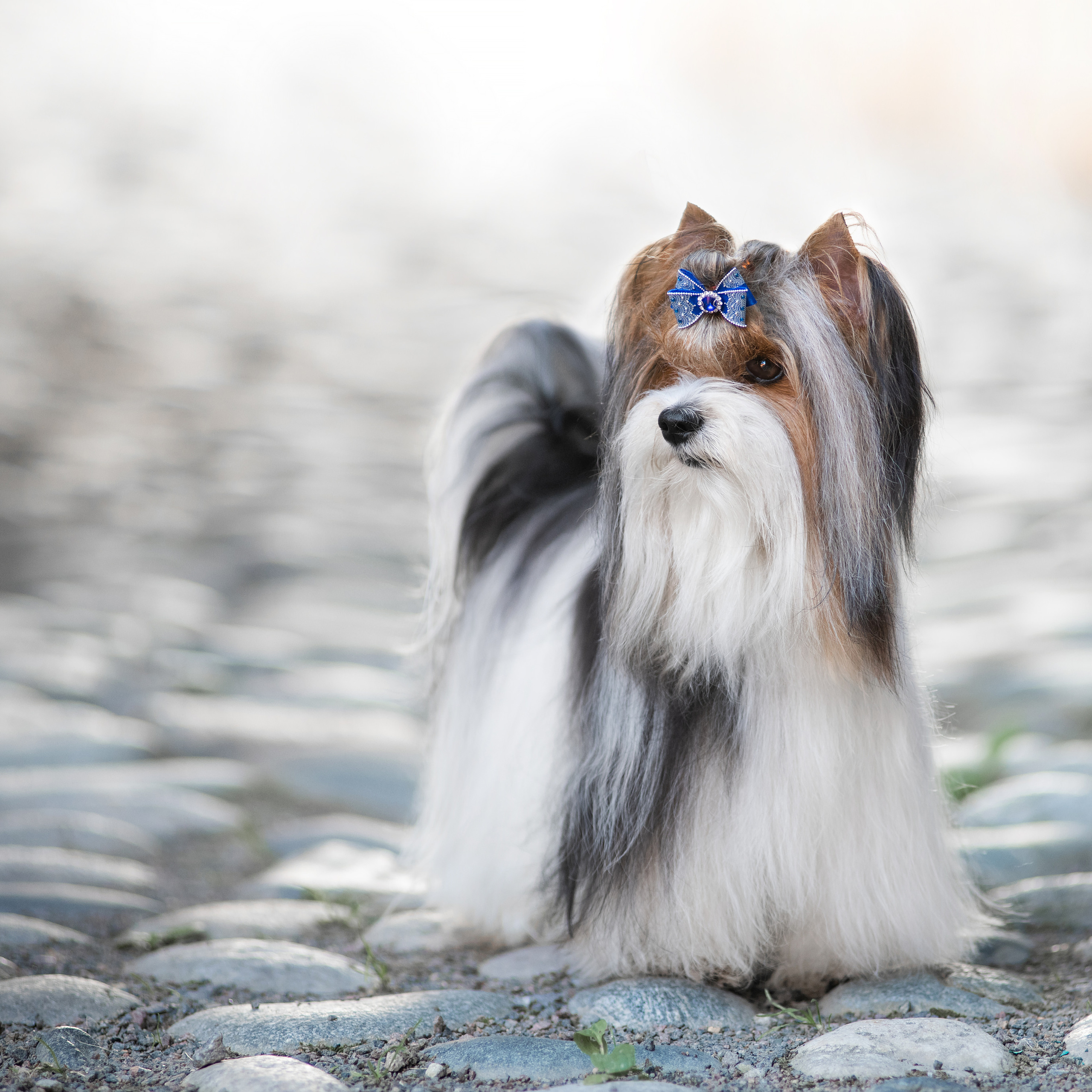 Фотосессия собаки на улице. Семьи, дети, сады, школы. Фотограф Первенцева Елена. Москва