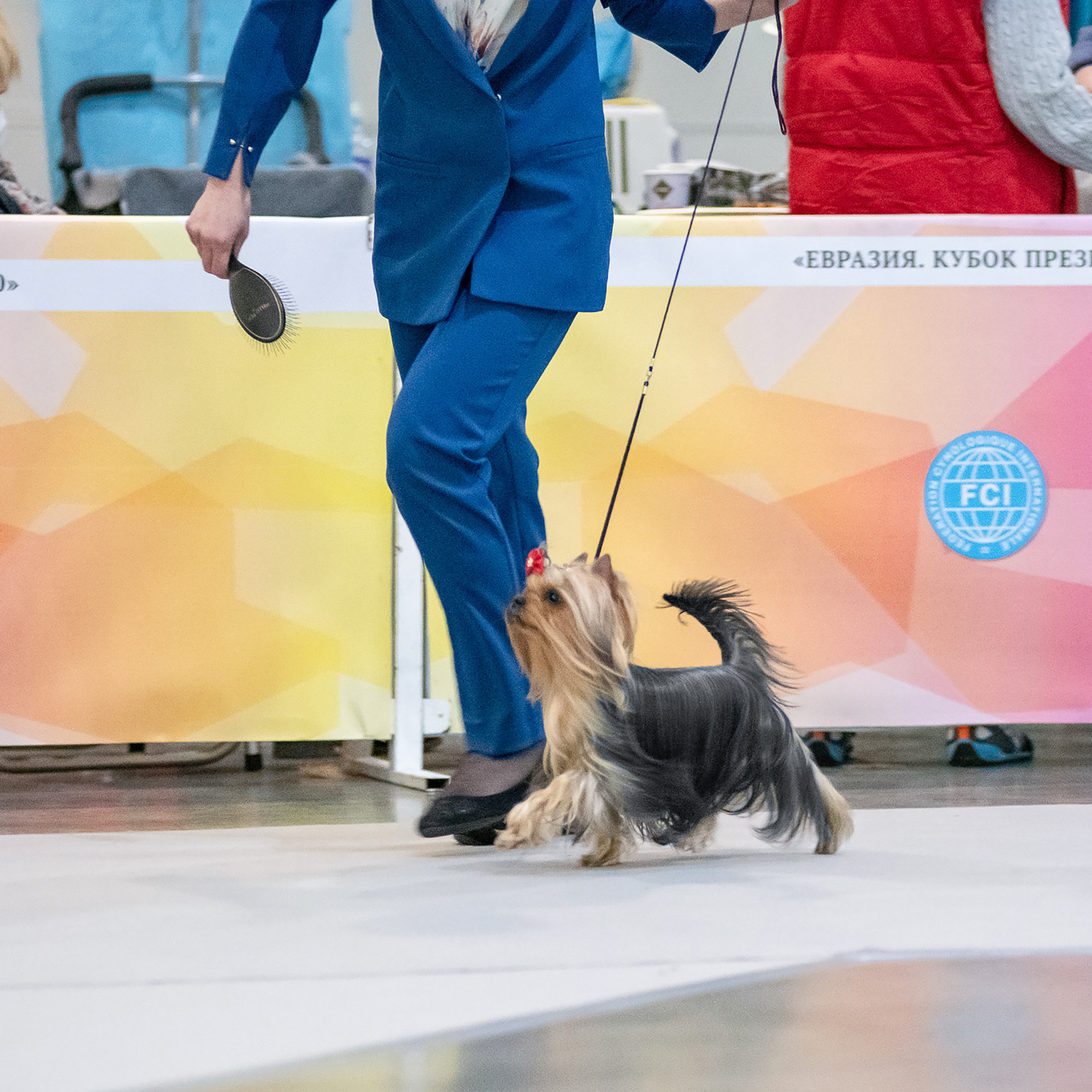 Репортажная съемка на выставке собак. Семьи, дети, сады, школы. Фотограф Первенцева Елена. Москва