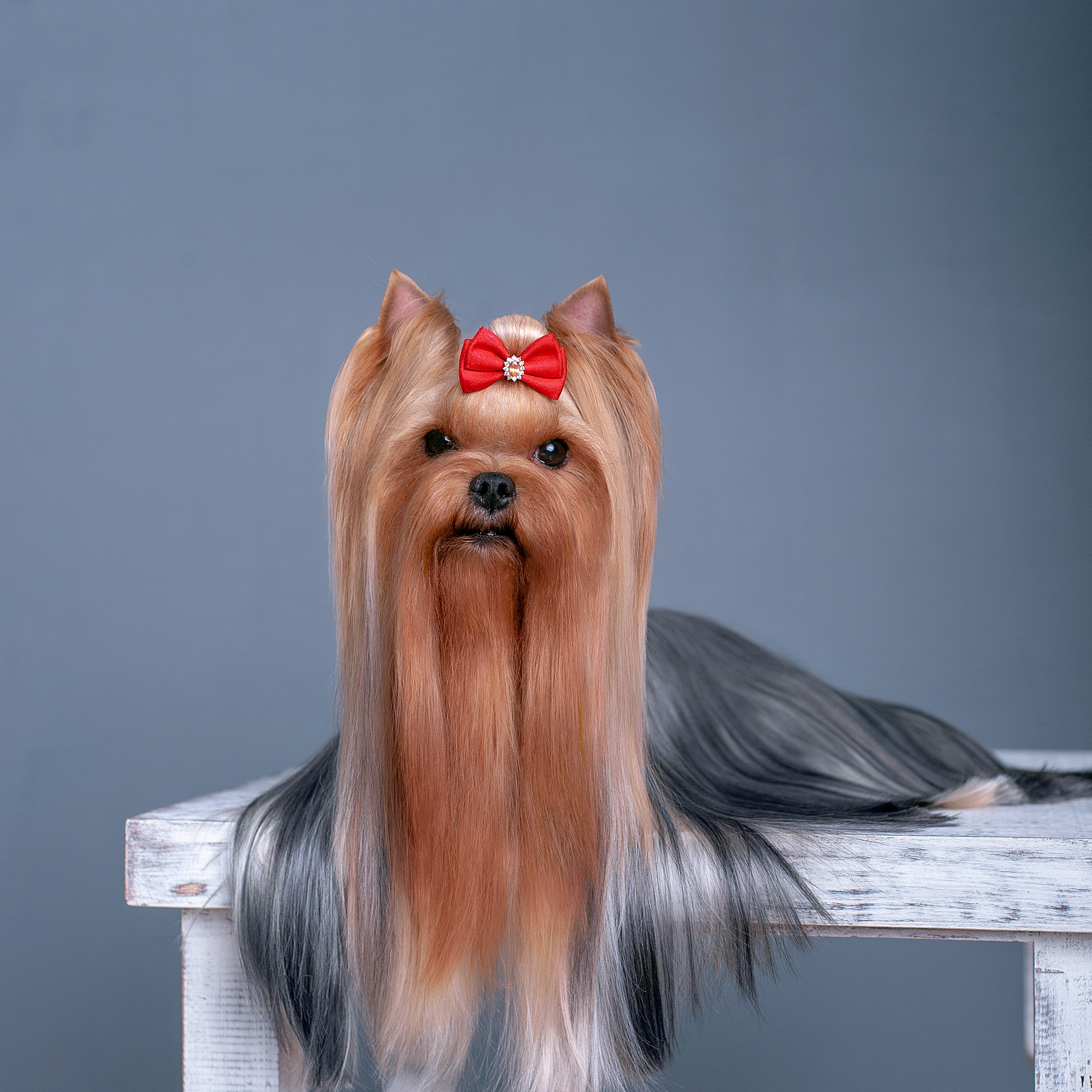 Студийная съемка собаки. Семьи, дети, сады, школы. Фотограф Первенцева Елена. Москва