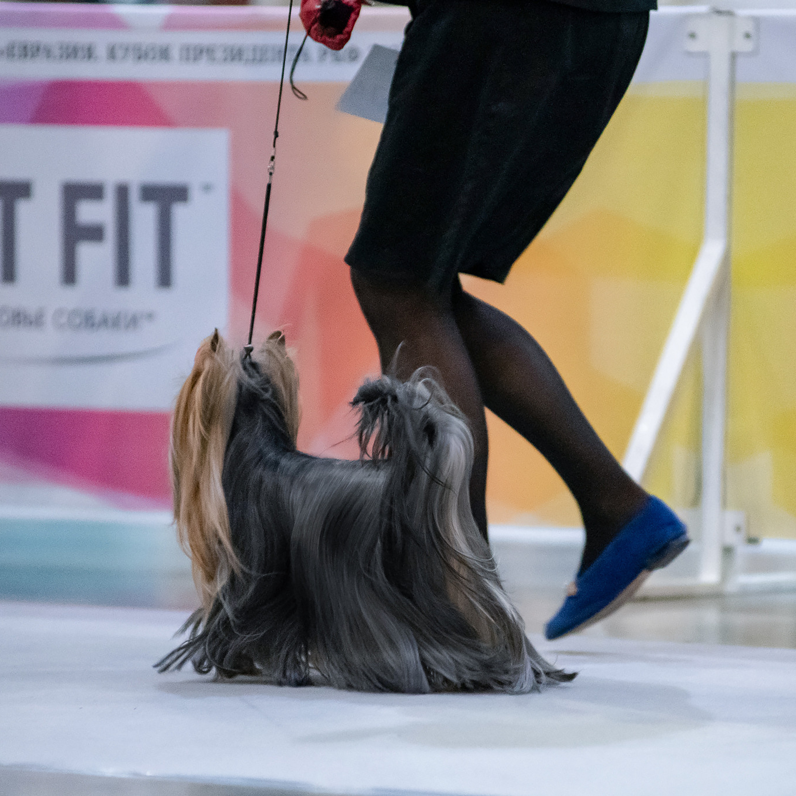 Репортажная съемка на выставке собак. Семьи, дети, сады, школы. Фотограф Первенцева Елена. Москва