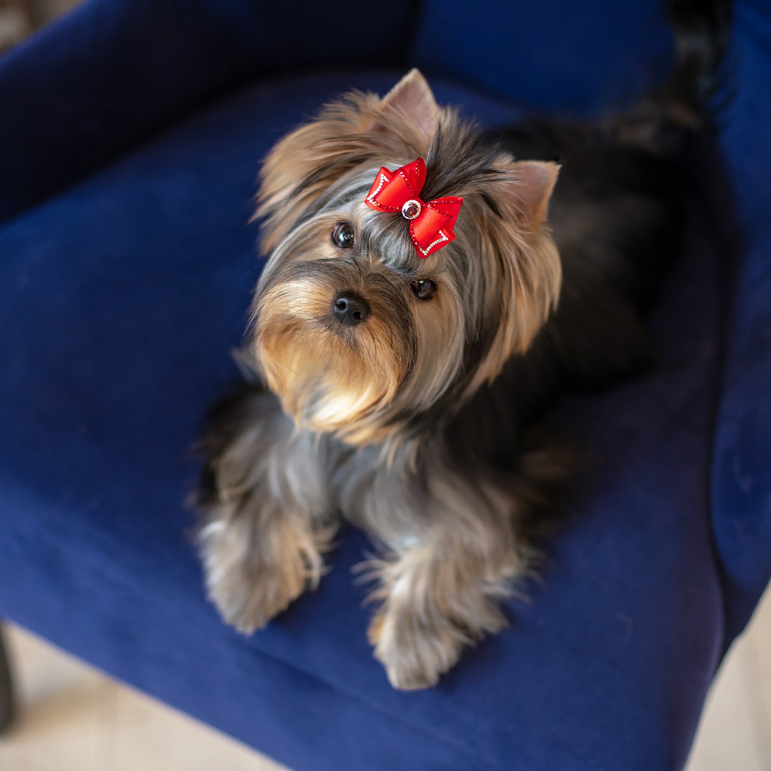 Студийная съемка собаки. Семьи, дети, сады, школы. Фотограф Первенцева Елена. Москва