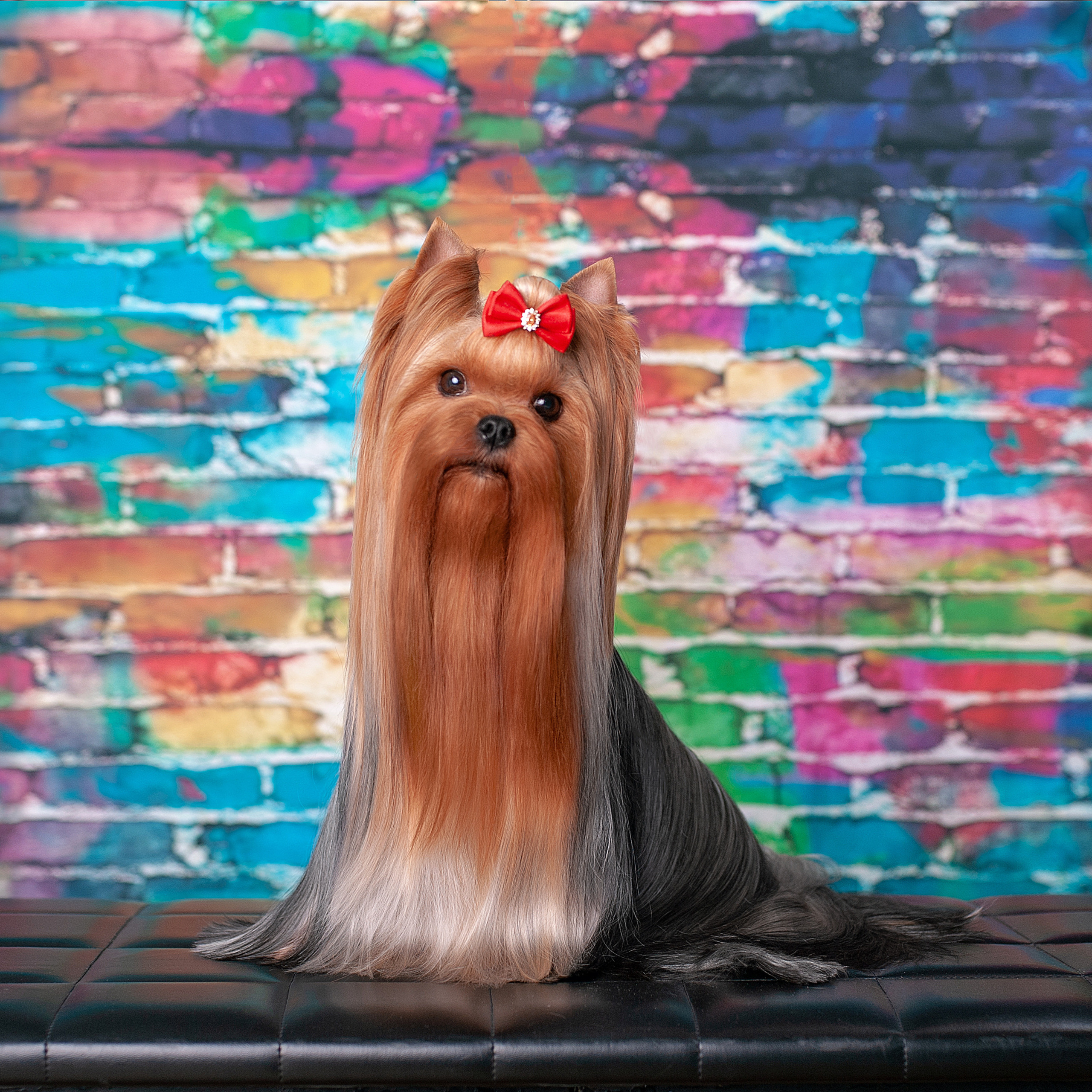 Студийная съемка собаки. Семьи, дети, сады, школы. Фотограф Первенцева Елена. Москва