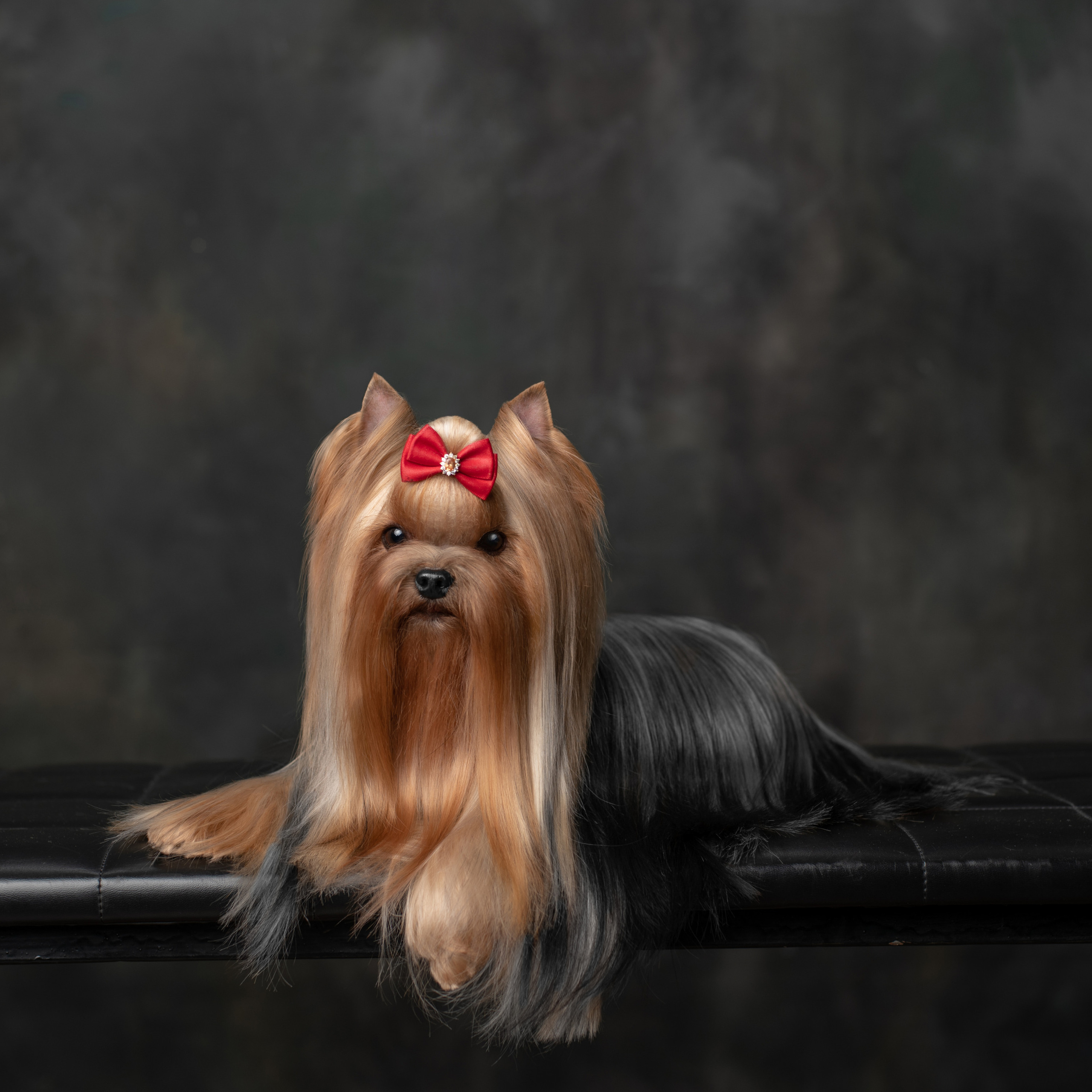 Студийная съемка собаки. Семьи, дети, сады, школы. Фотограф Первенцева Елена. Москва