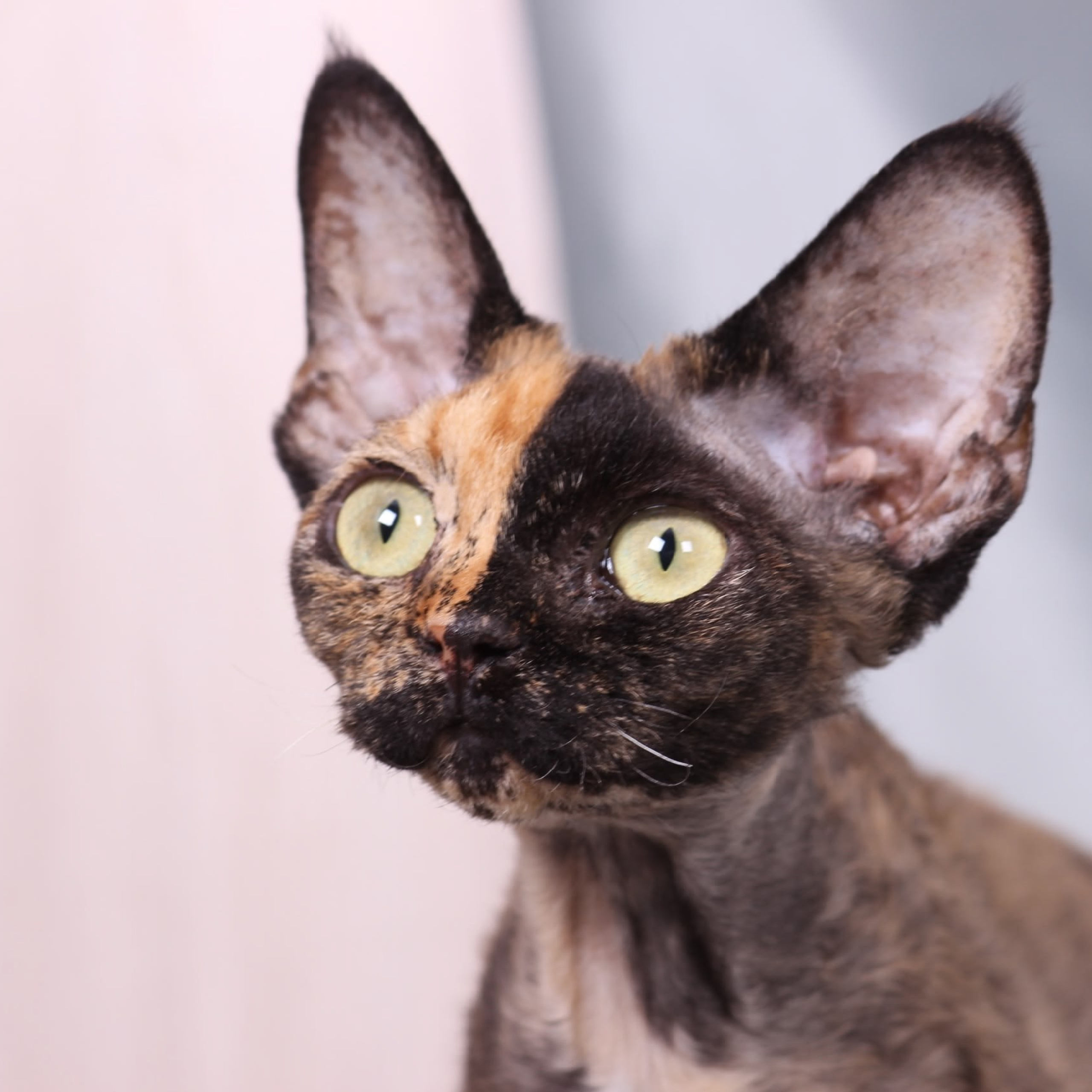 Кошка Nevskiy Favorite Pretty Woman DRX f