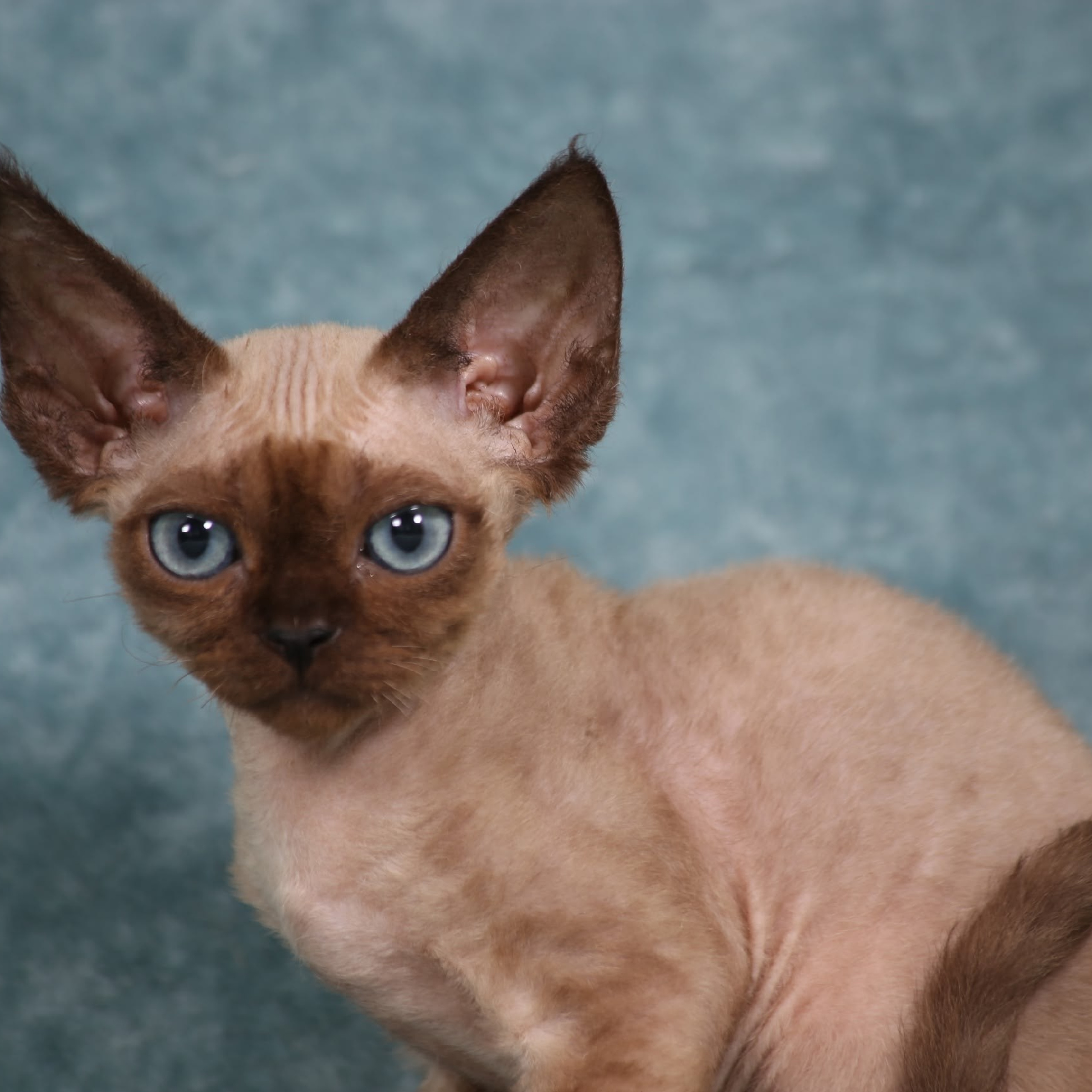 DRX d 21 32 котик Nevskiy Favorite X-Man д/р 20 06.2026. Nevskiy Favorite — питомник девон-рексов в Санкт-Петербурге. Здоровые, ласковые и редкие котята