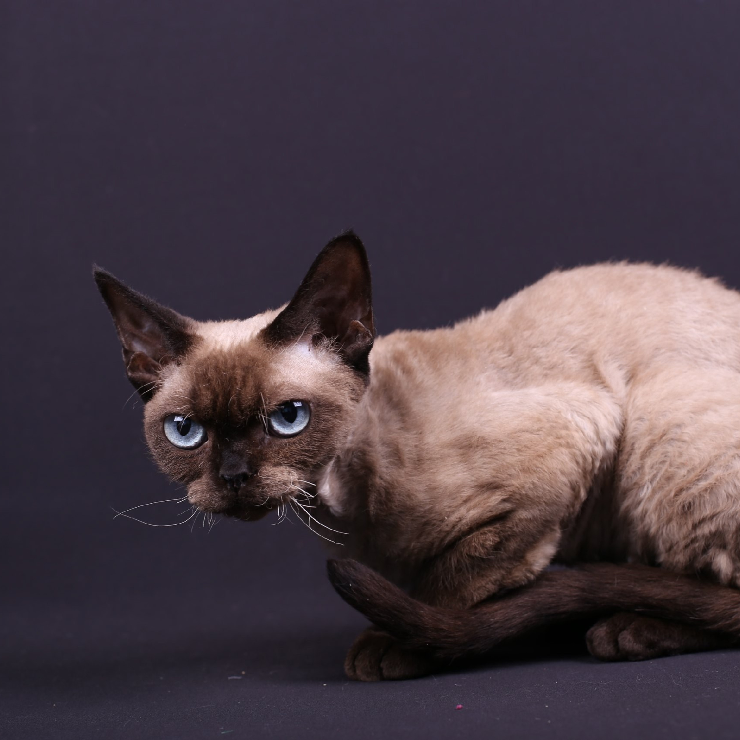 Кошка Nevskiy Favorite Uslada Way DRX n 32