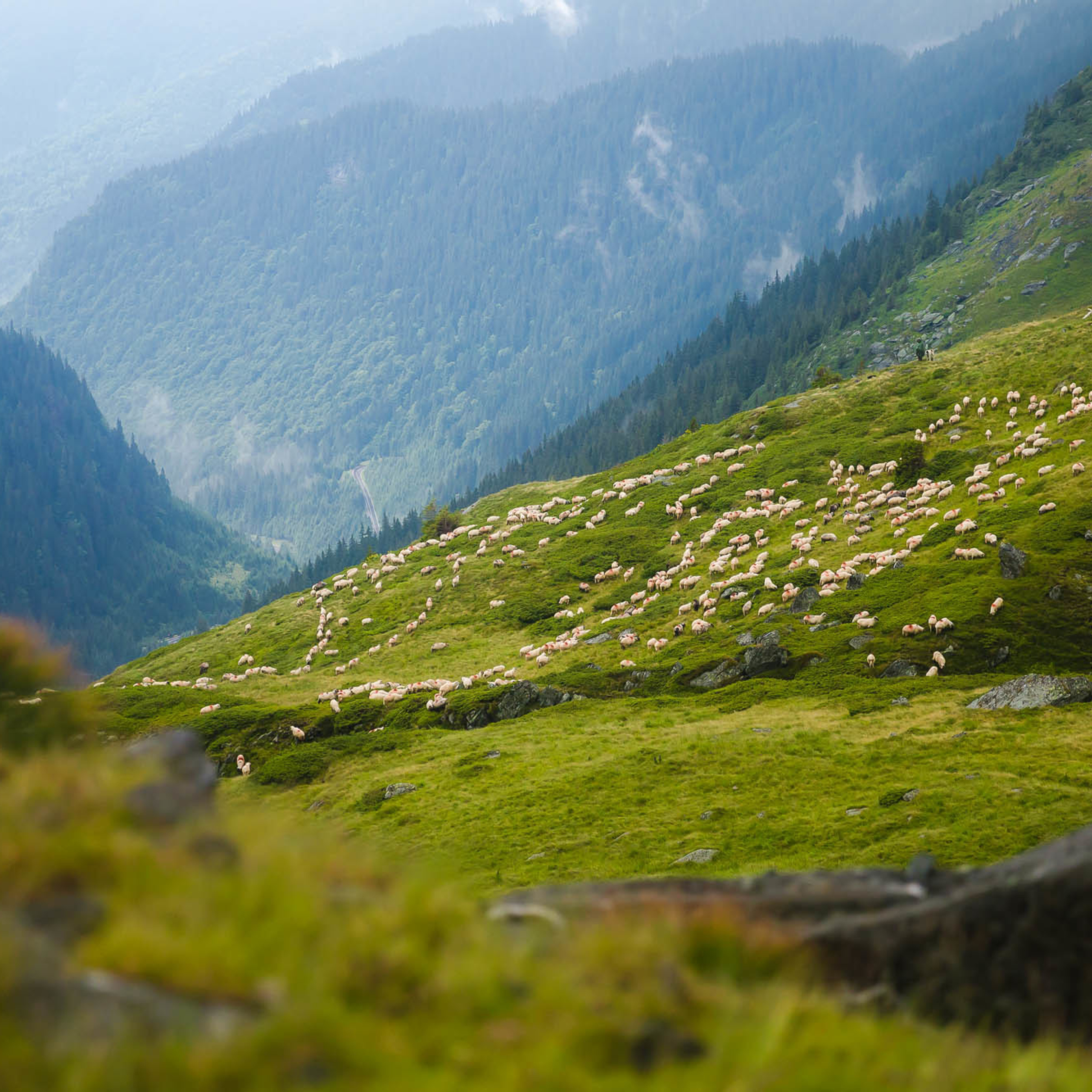 Путешествие в Румынию | Часть 2/4. Фотограф Дмитрий Питерский