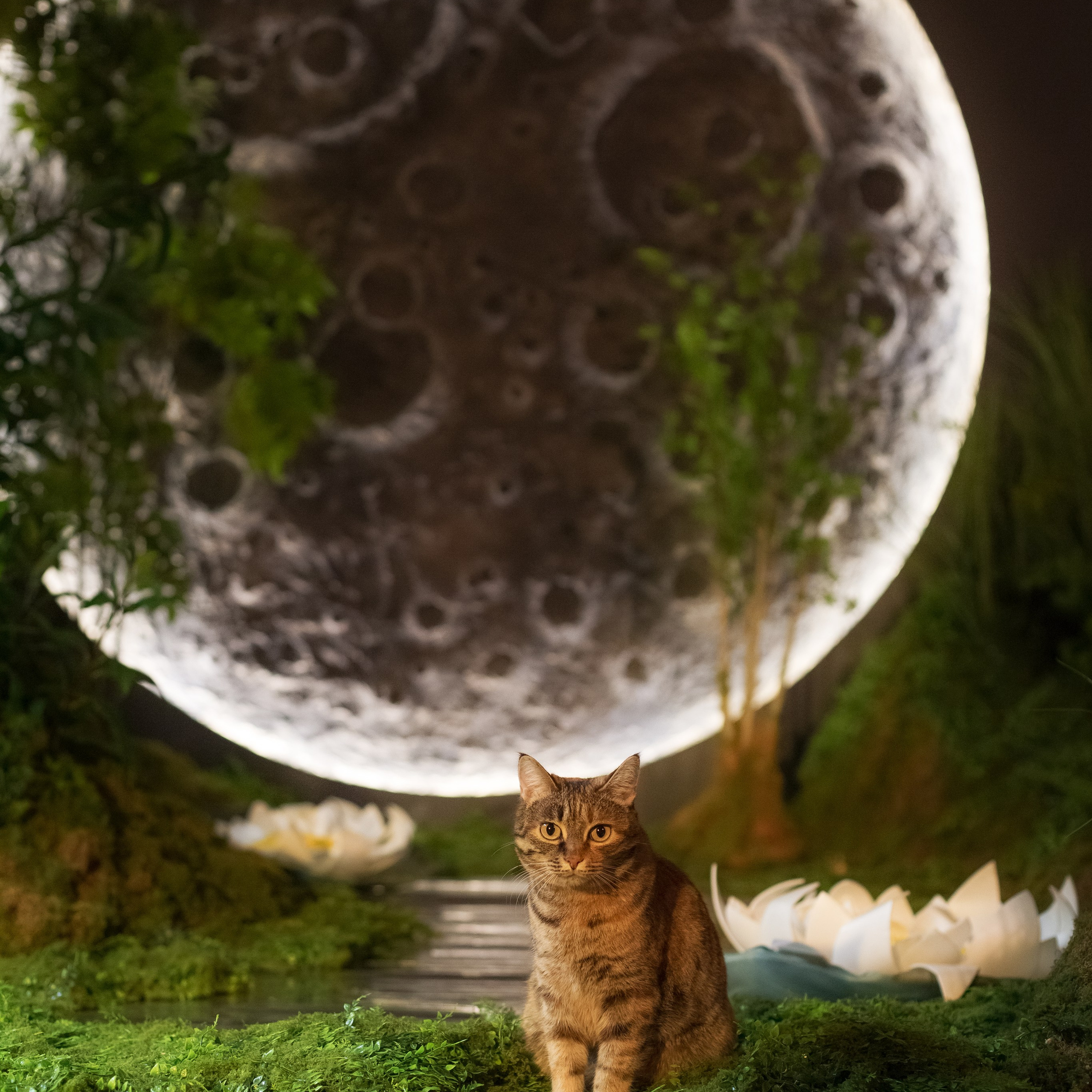 Moon (Луна) зал на Радостовца 72/1