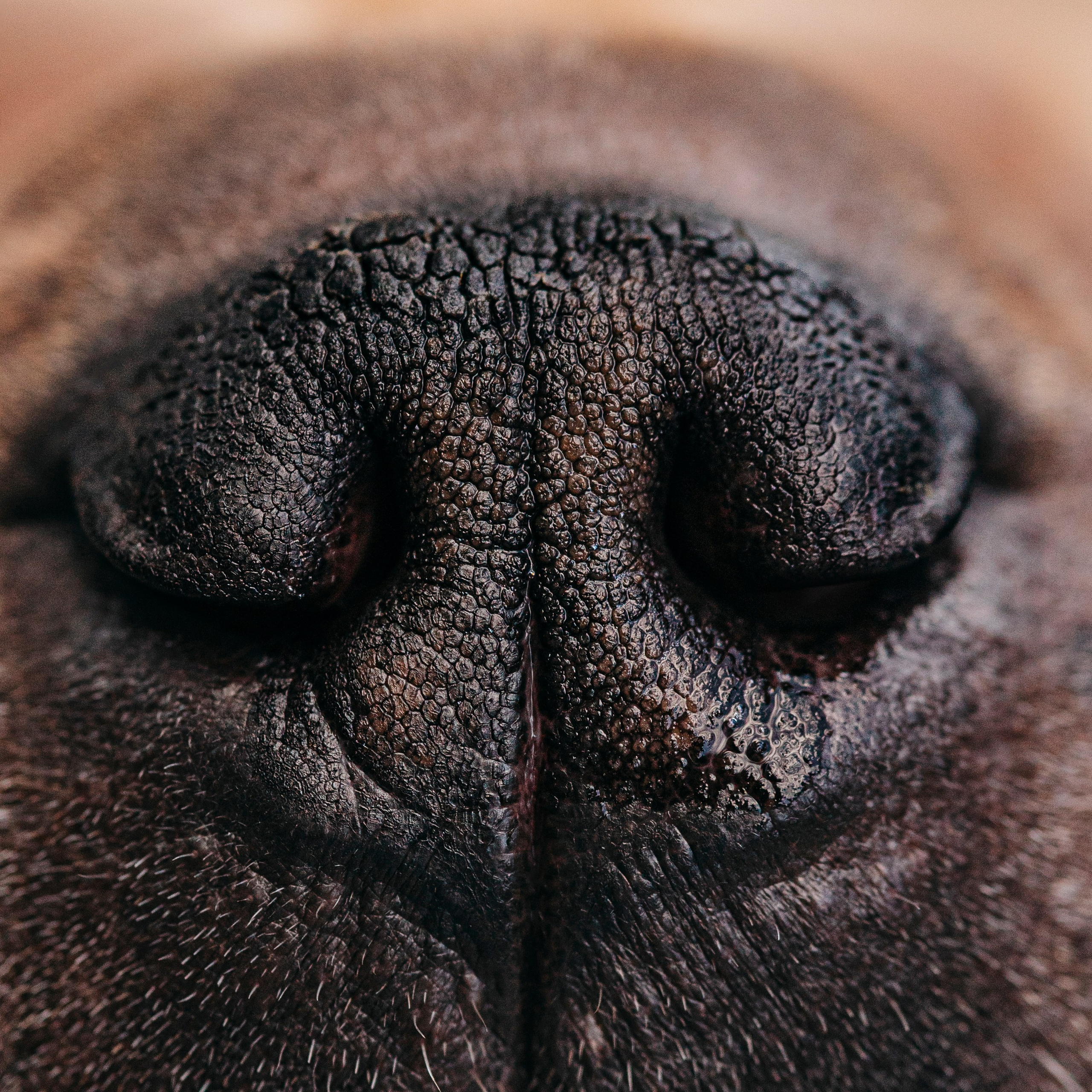 Аппа и его семья