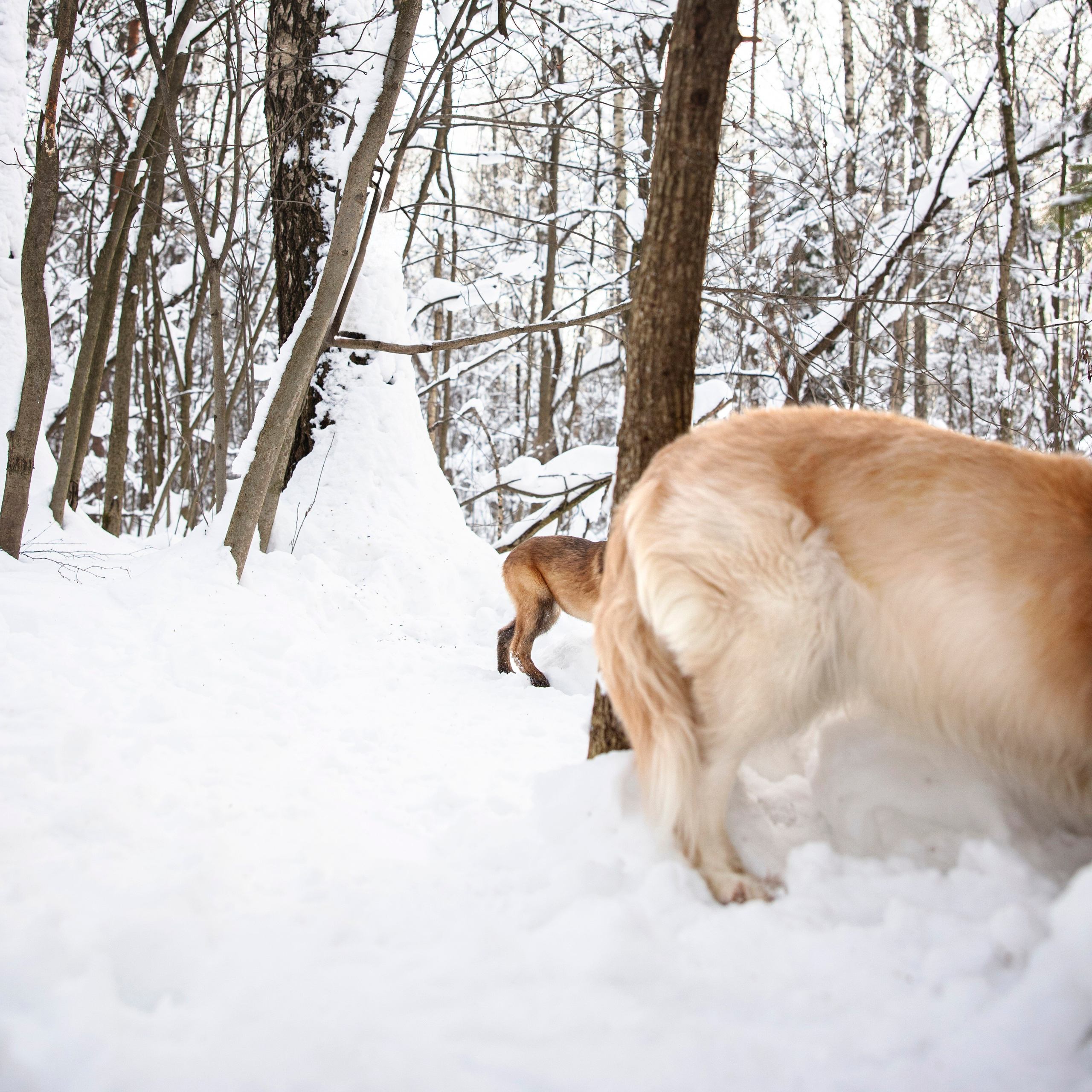 Бэлла и Панда