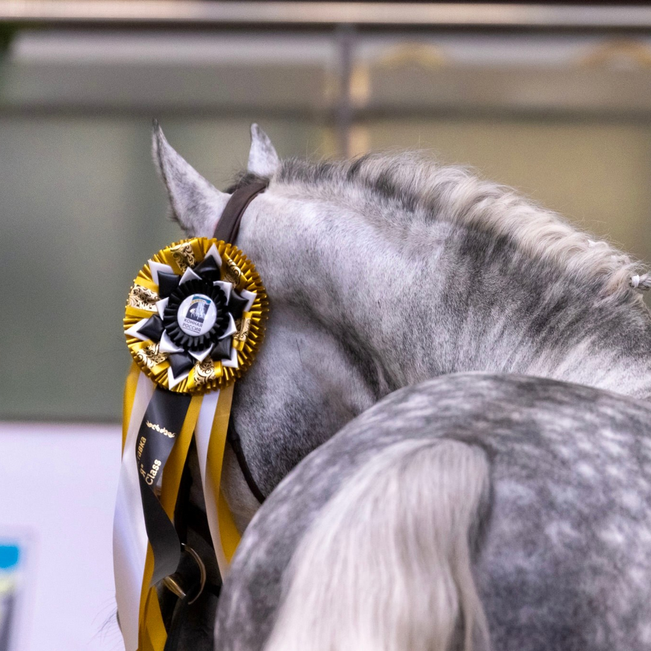 Съёмка соревнований, конно-спортивных мероприятий