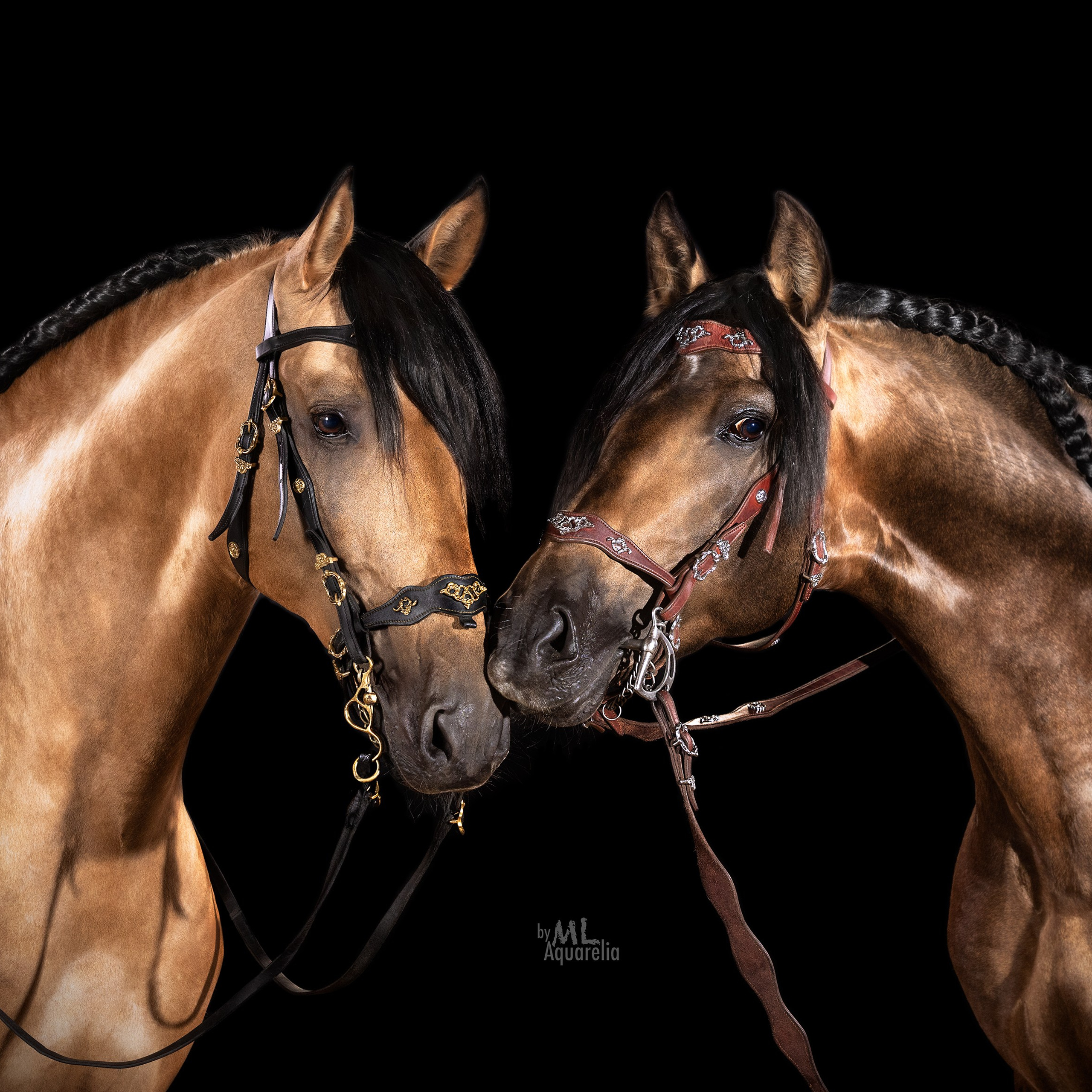 Конные фотосессии с использованием студийного оборудования