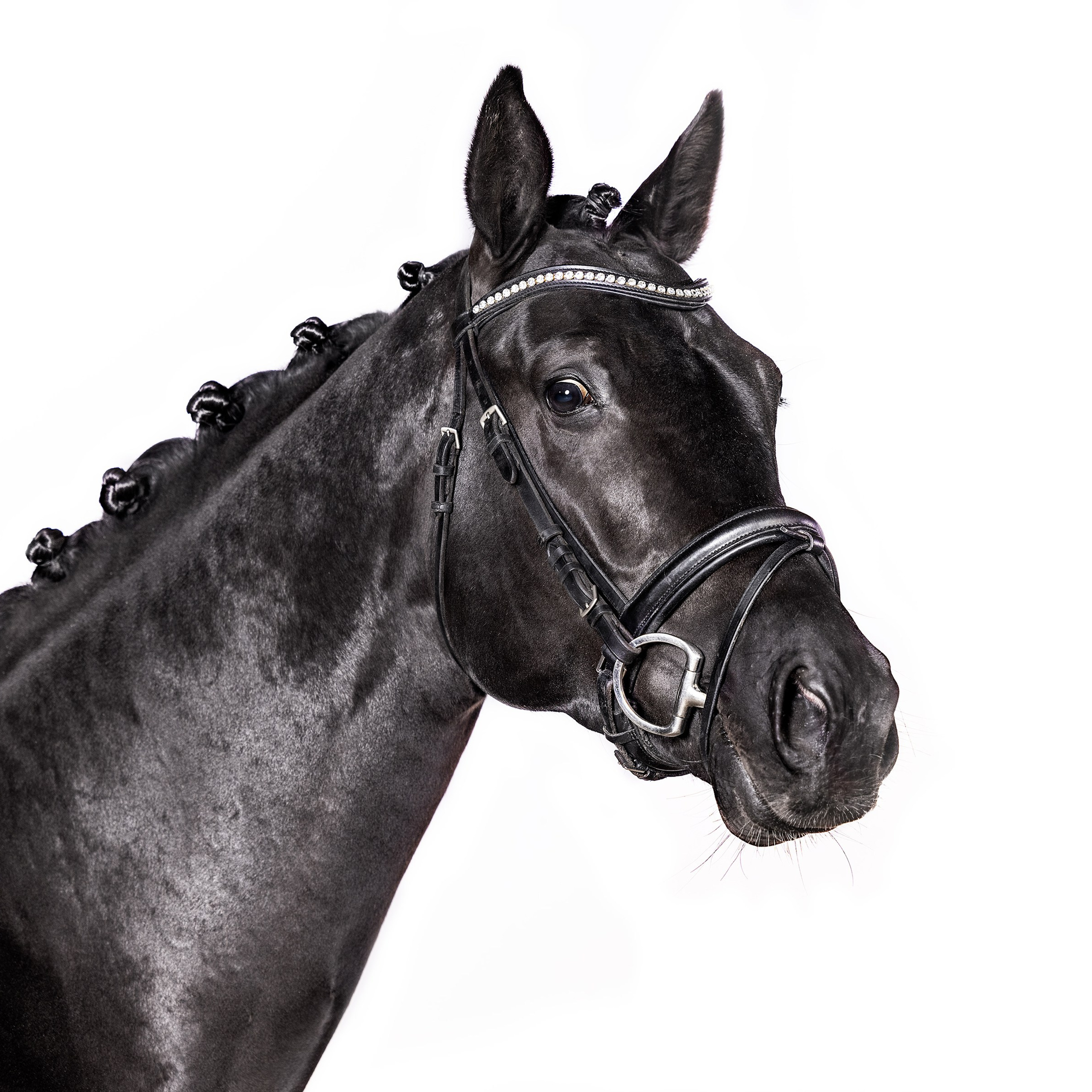 Съёмка лошади на продажу