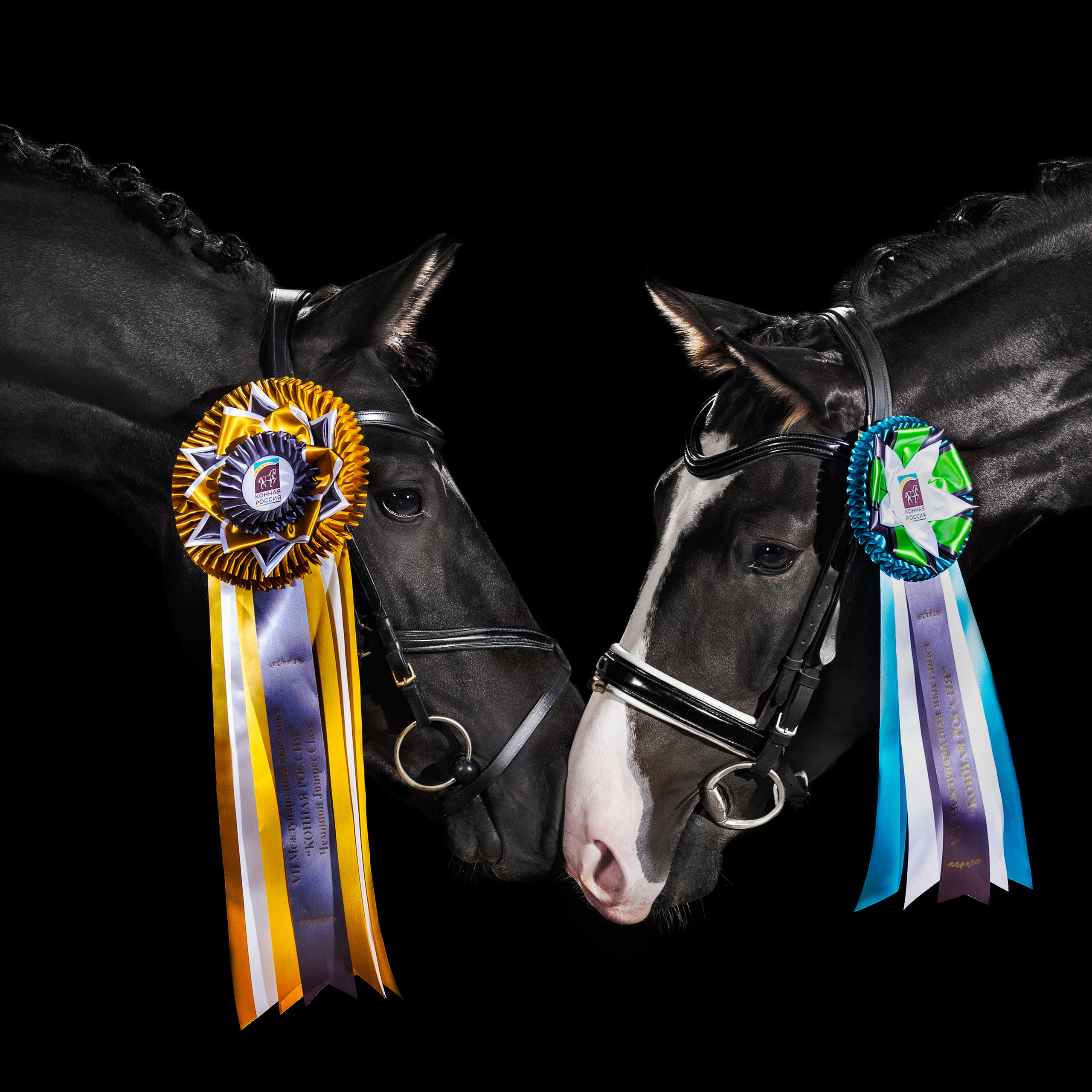 Экстерьерная съёмка лошадей