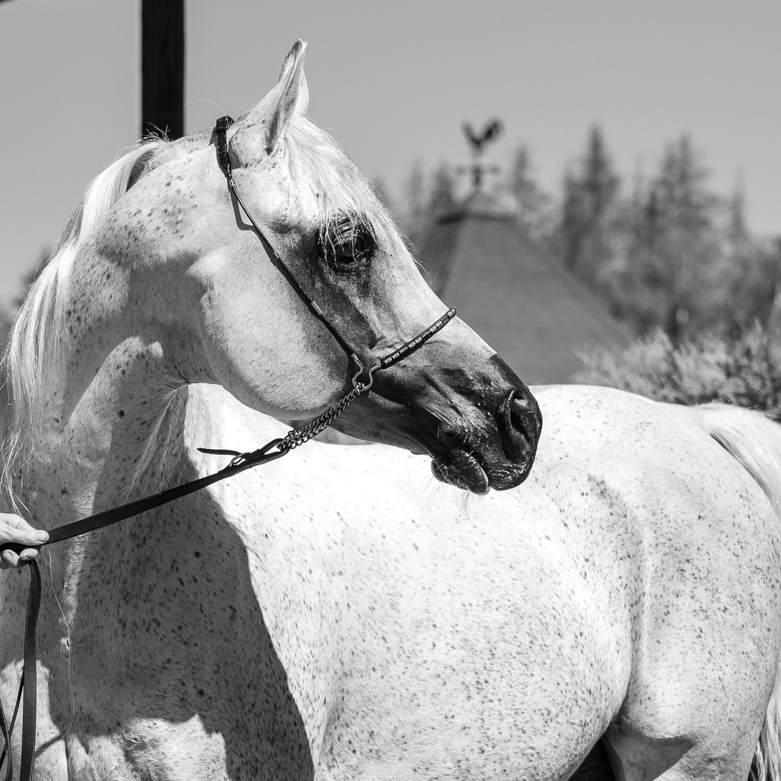 Отзывы. Mrs.Aquarelia Конный фотограф Марианна Леонтьева