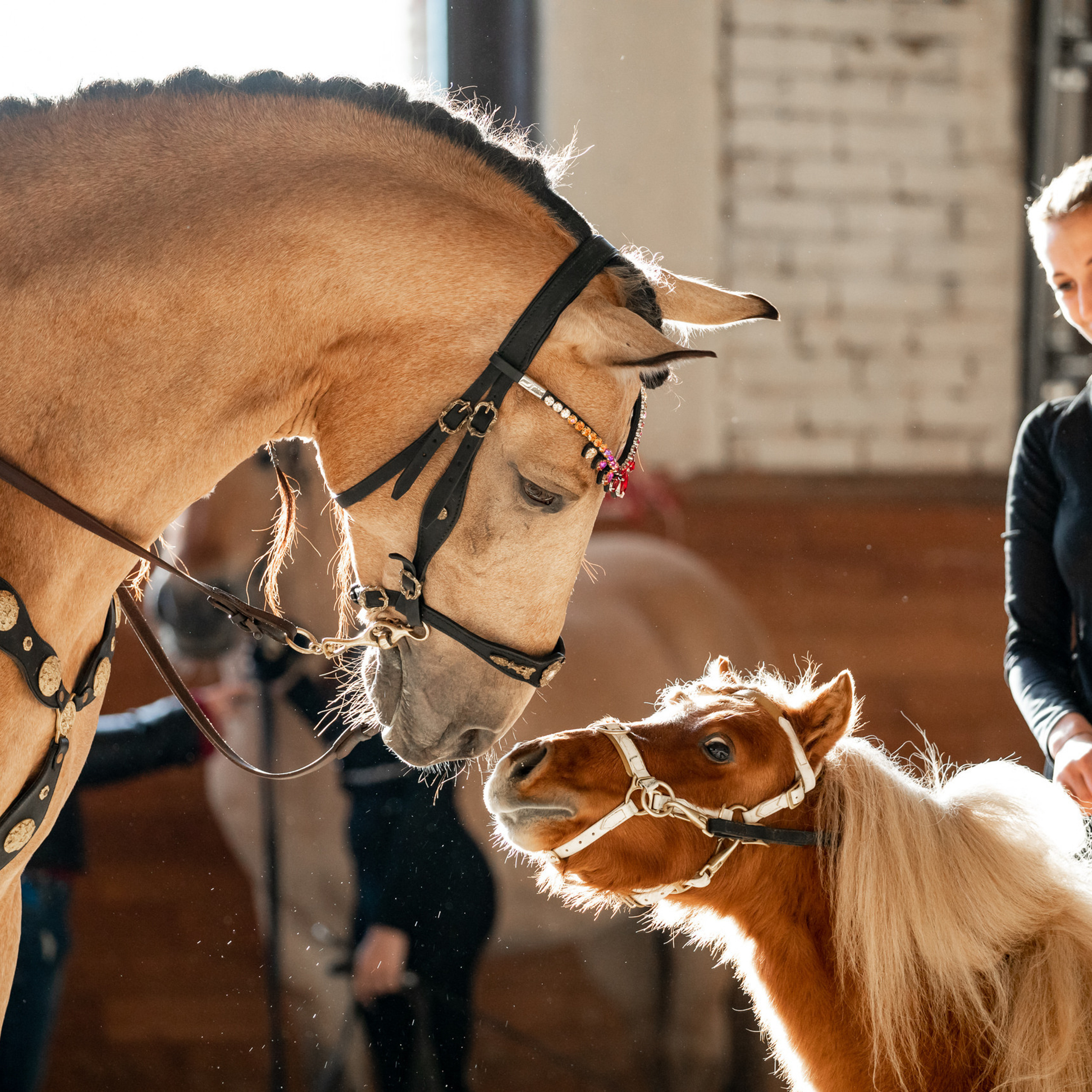 Отзывы. Mrs.Aquarelia Конный фотограф Марианна Леонтьева