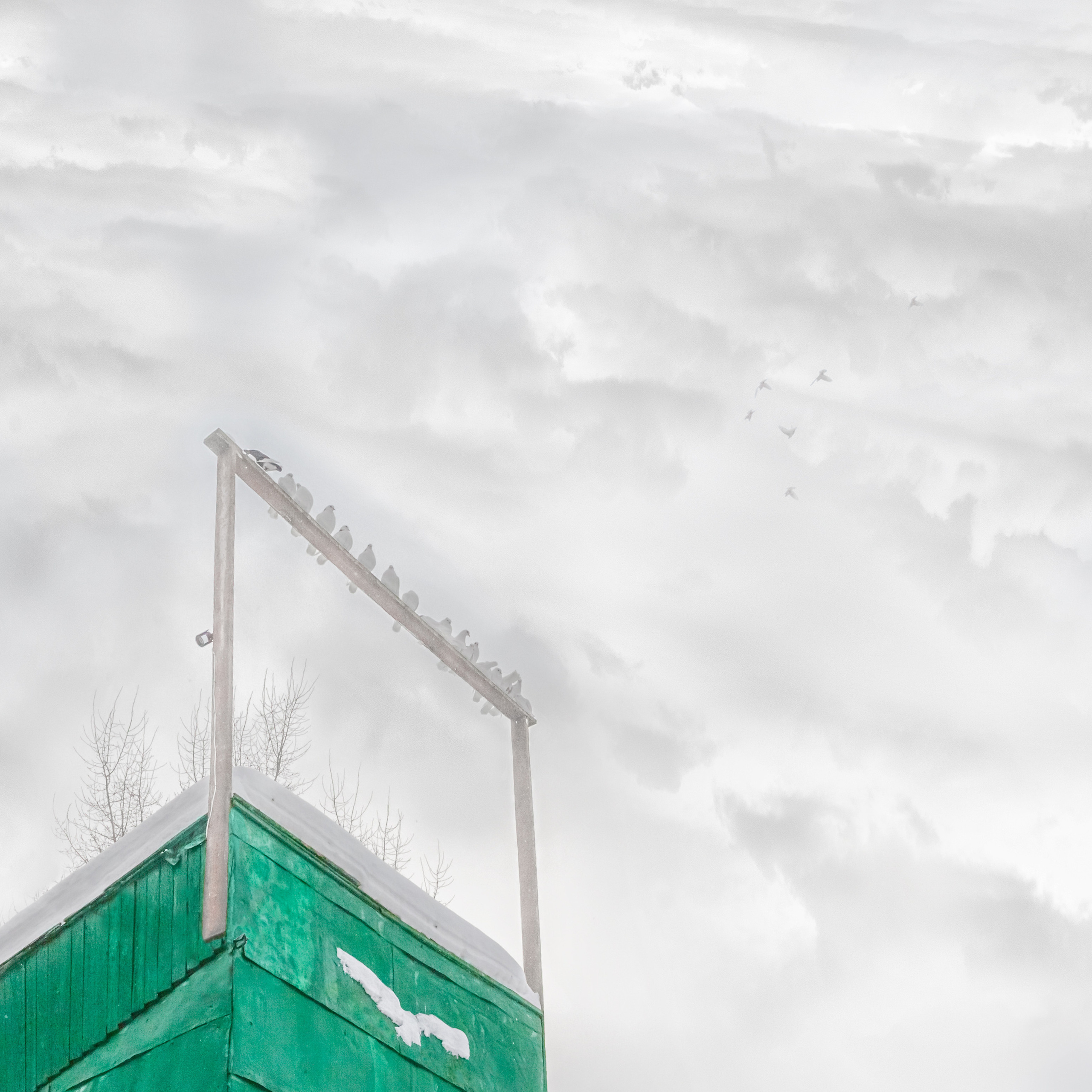 ПРОЕКТ «Они смотрят в небо, или На птичьих правах»