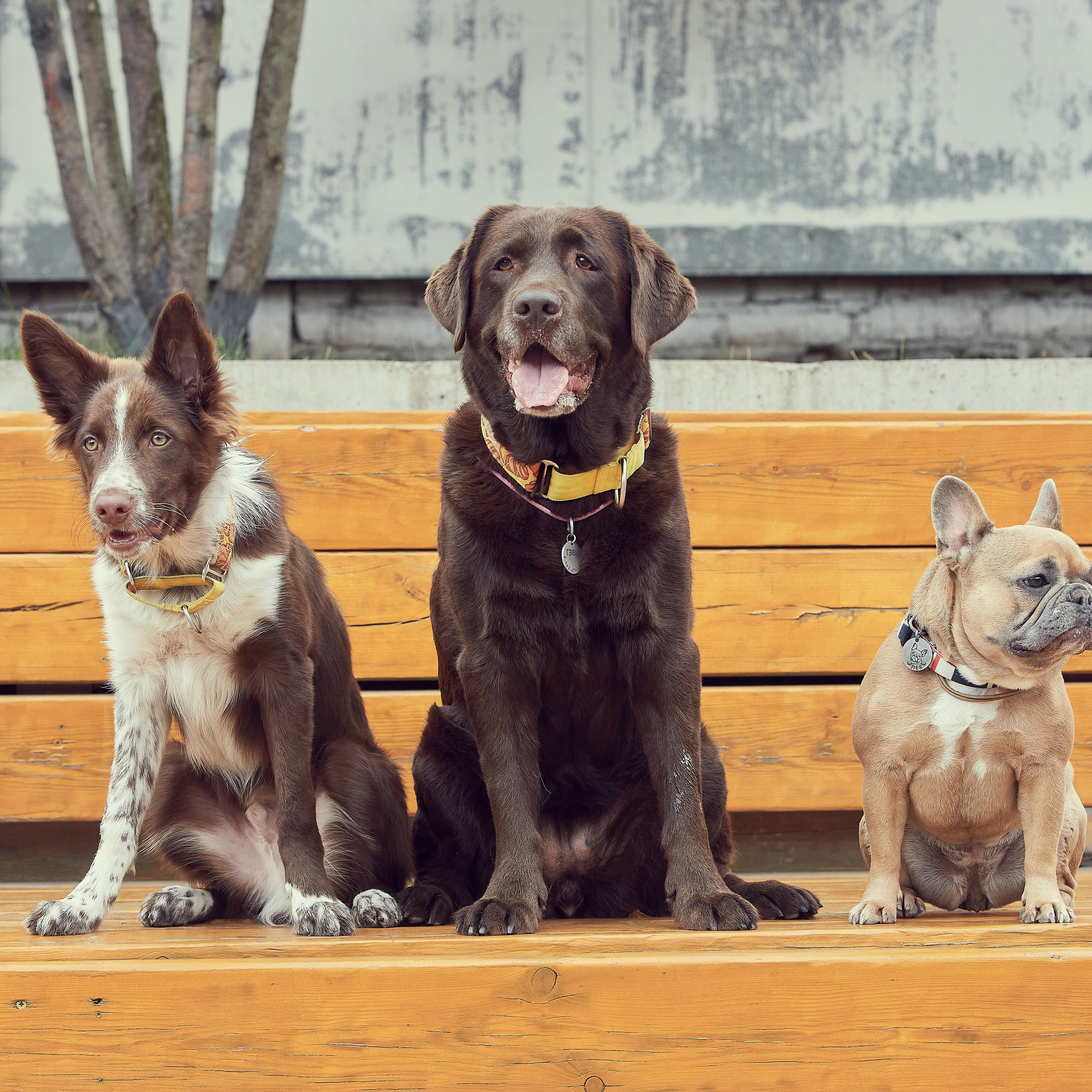 Софа и пушистая банда