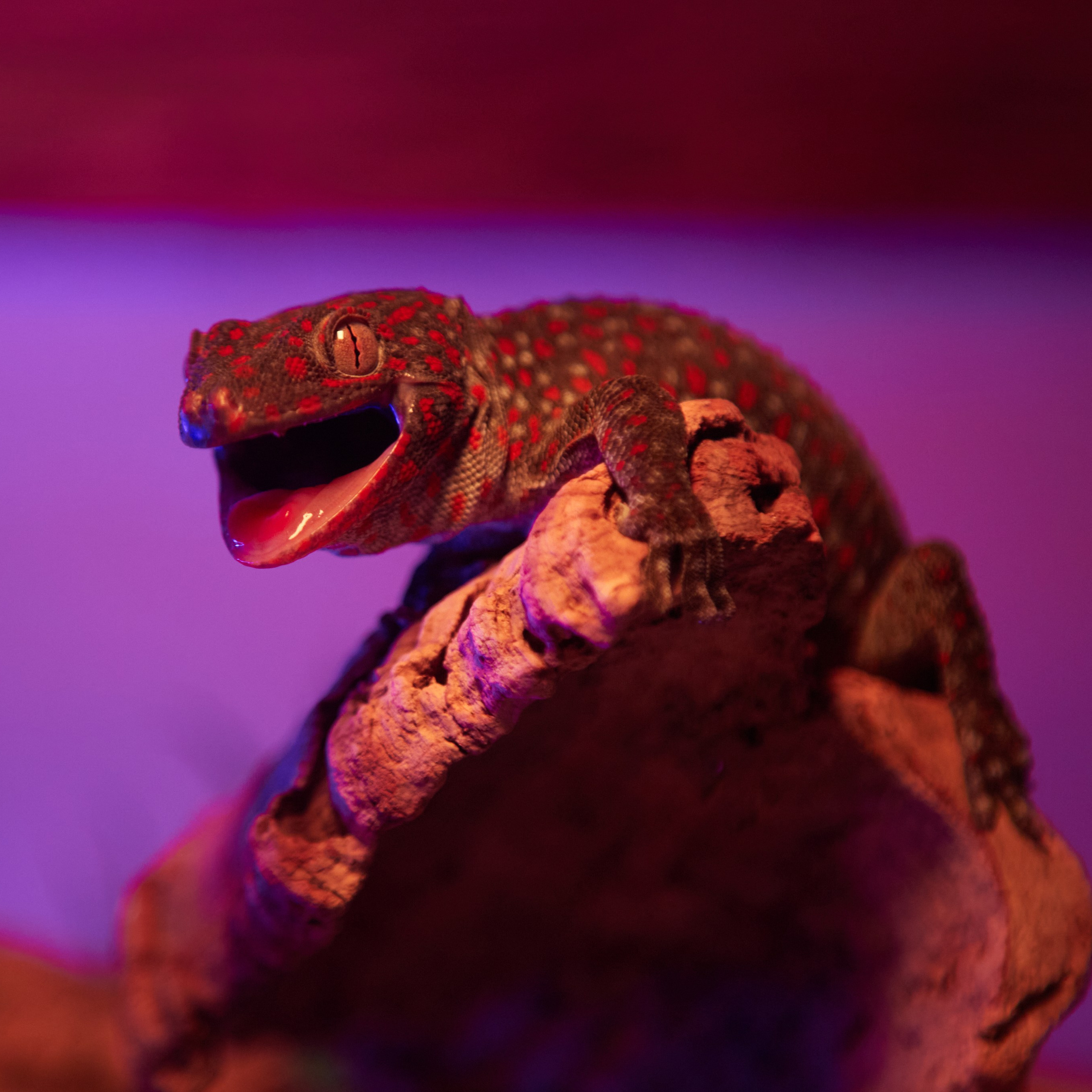 Фото «Ночного Мира» для антикафе «Жучки-Паучки»