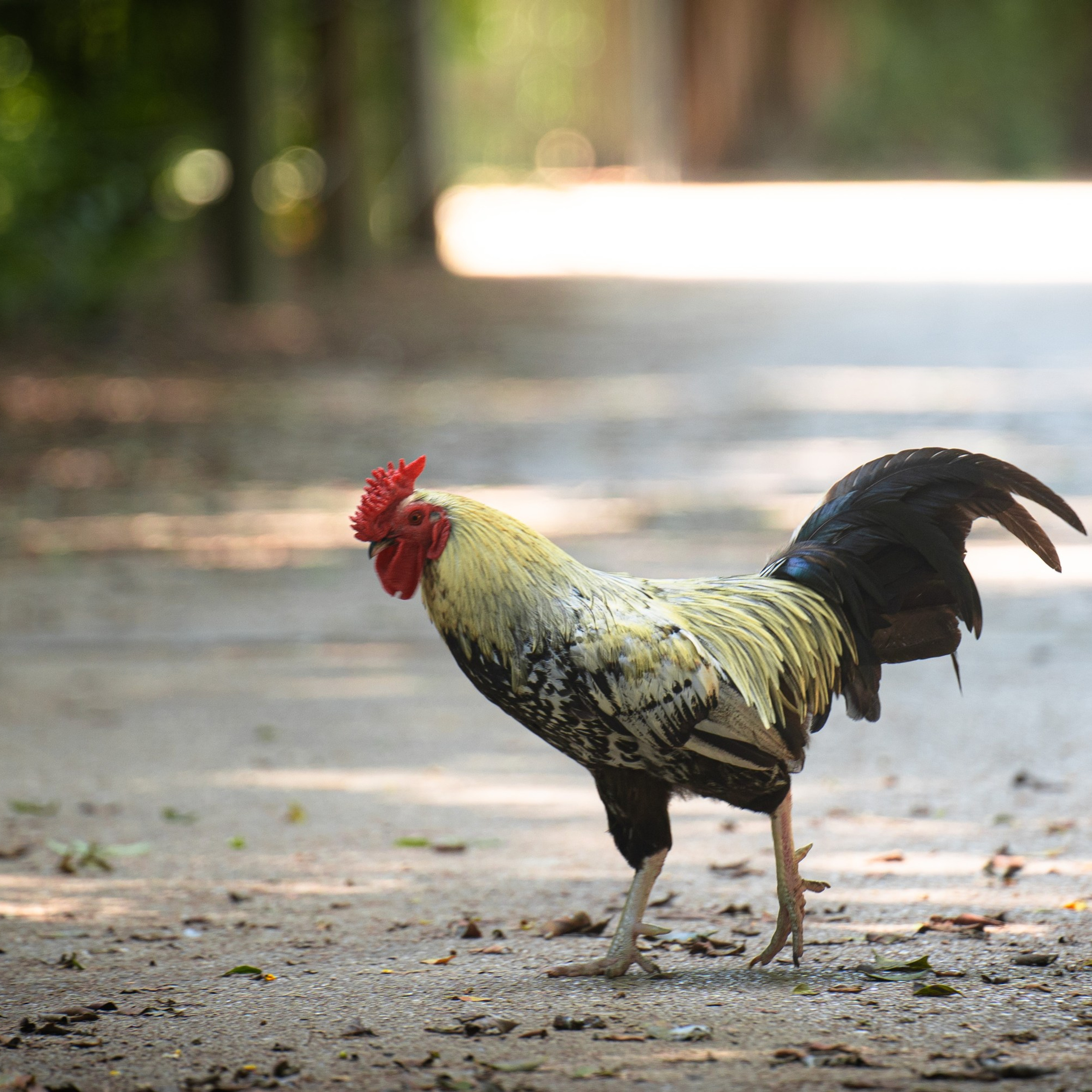RAMAT GAN NATIONAL PARK