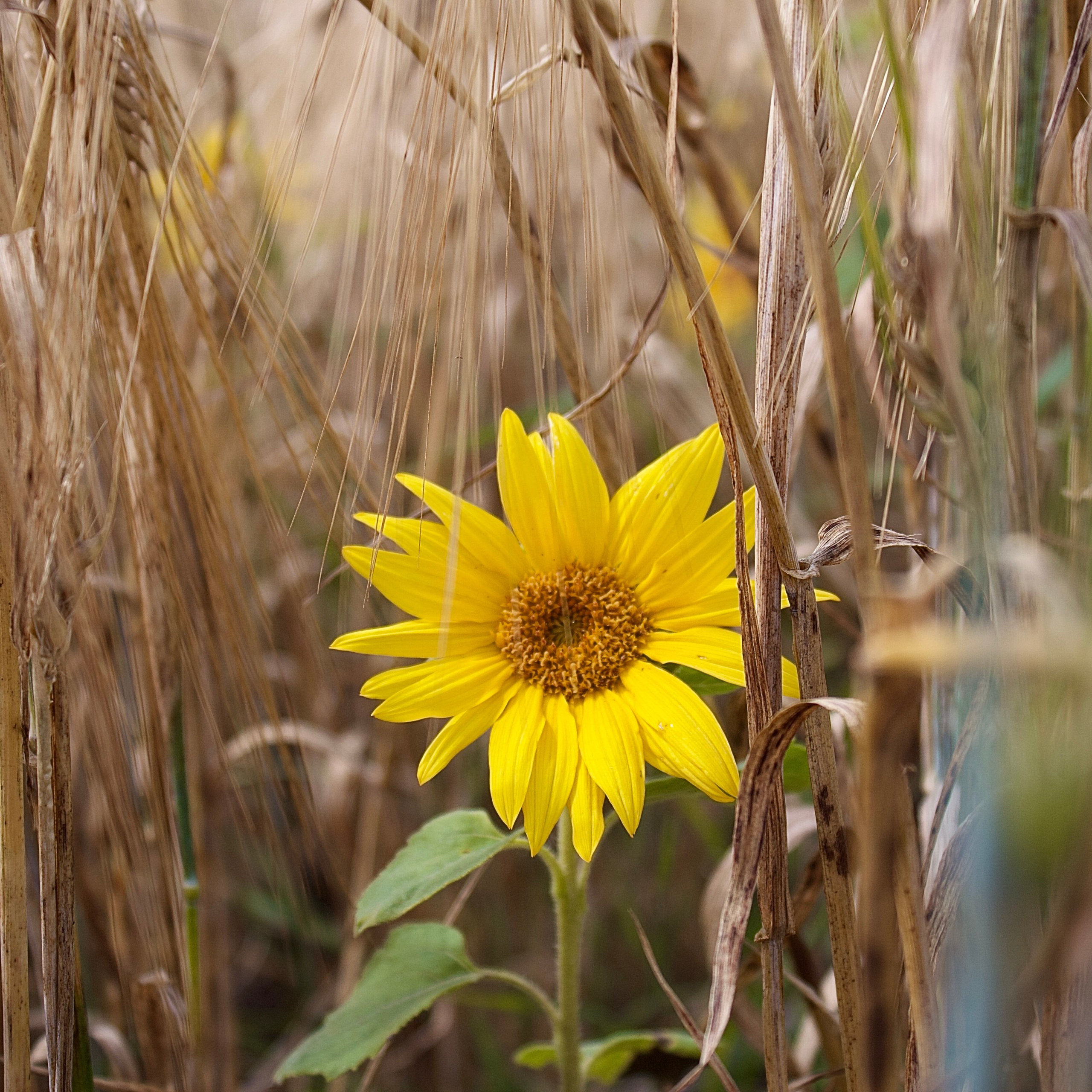 Флористическая