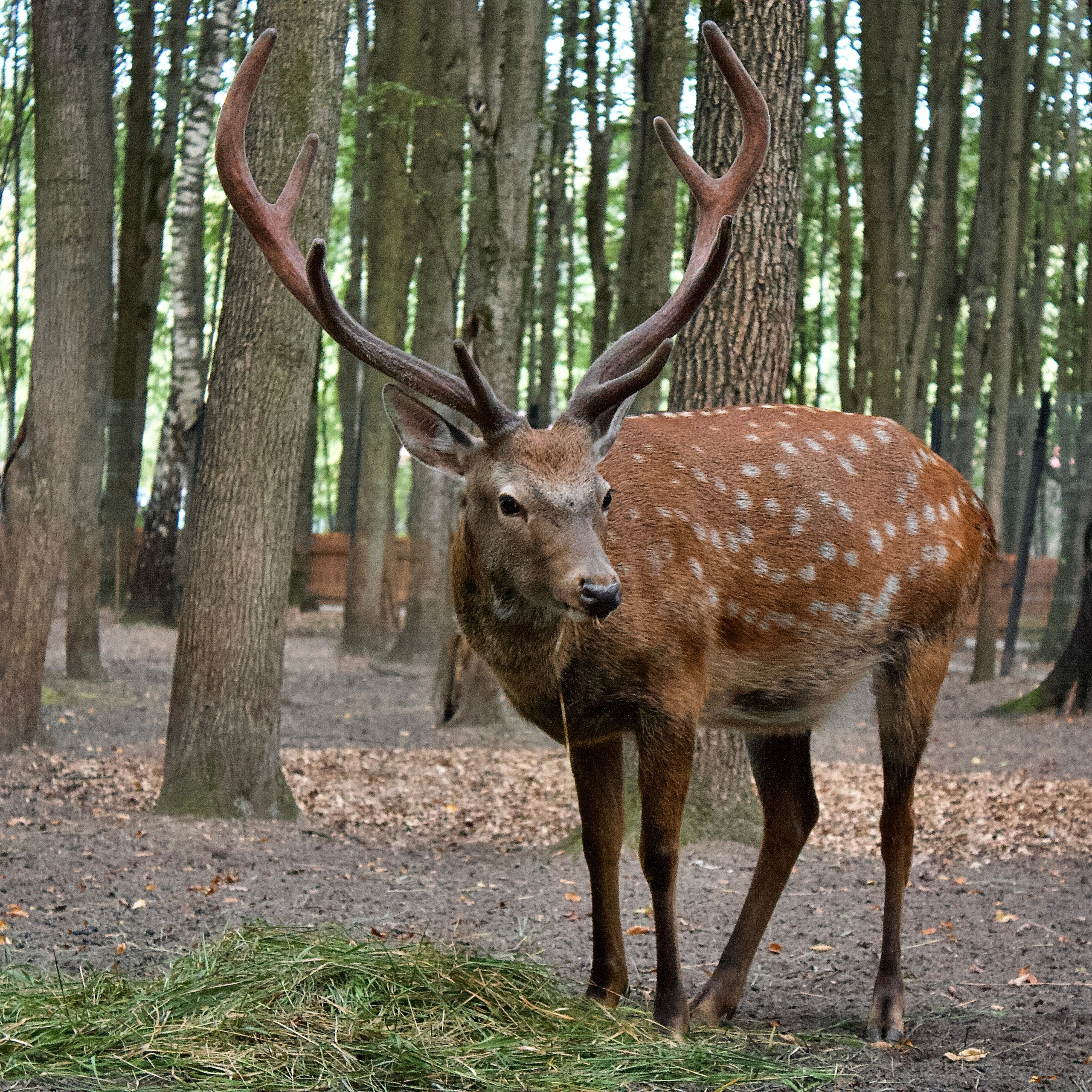 Анималистическая
