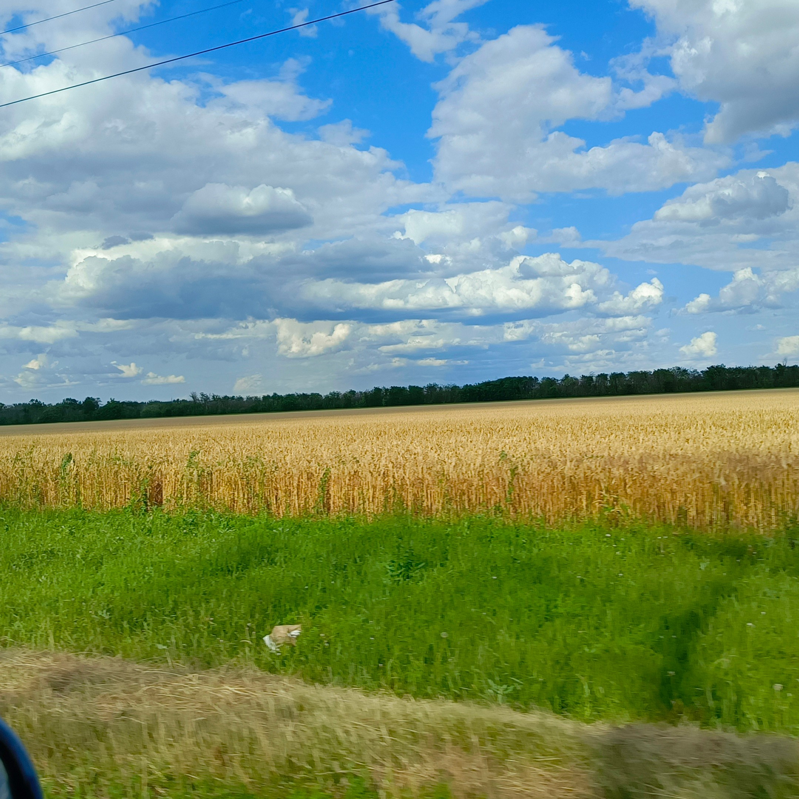 Оставить отзыв. Художник Светлана Михайличенко. Картины ручной работы в наличии и под заказ