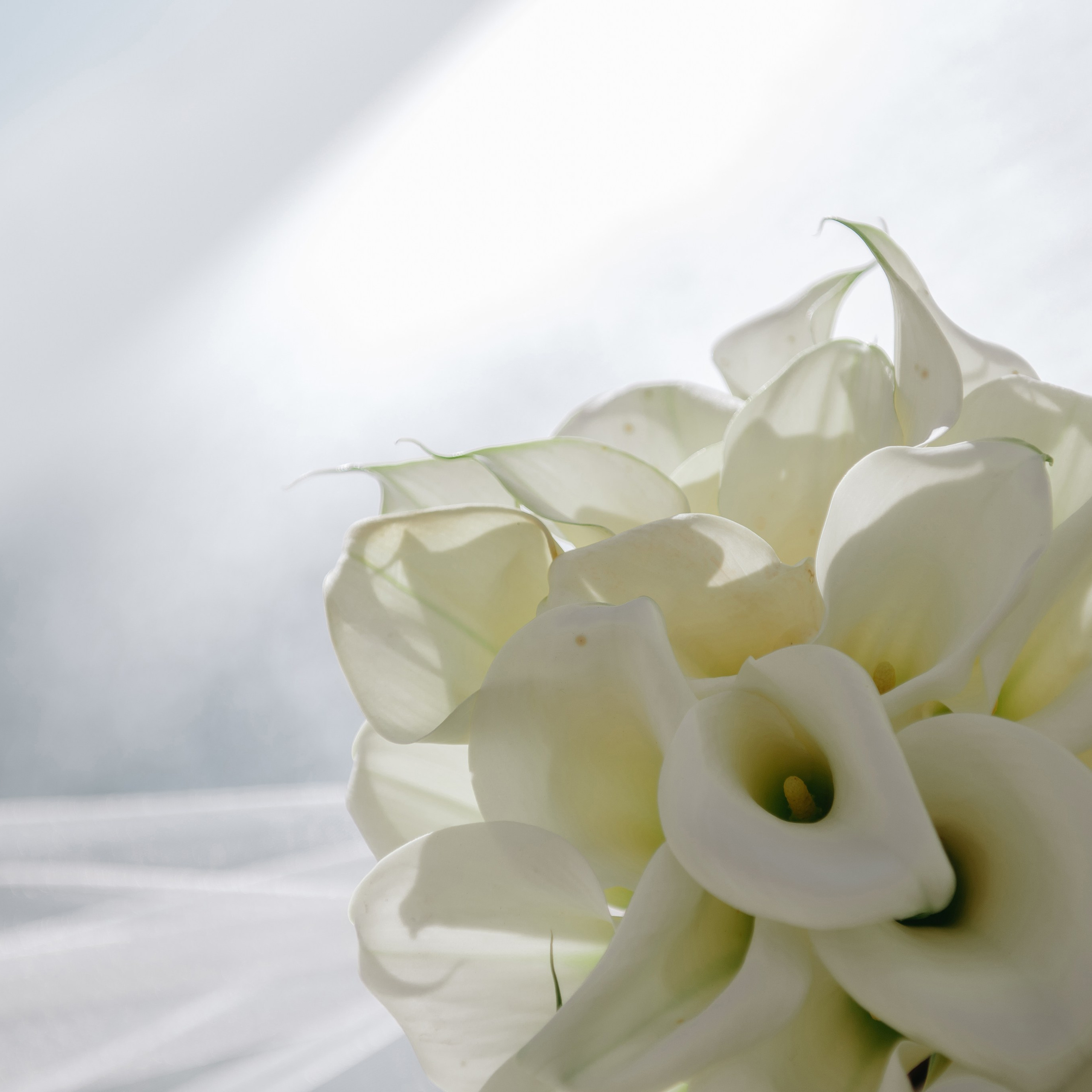 Отзывы. Свадебный и семейный фотограф Темрюк Алёна Ковальская