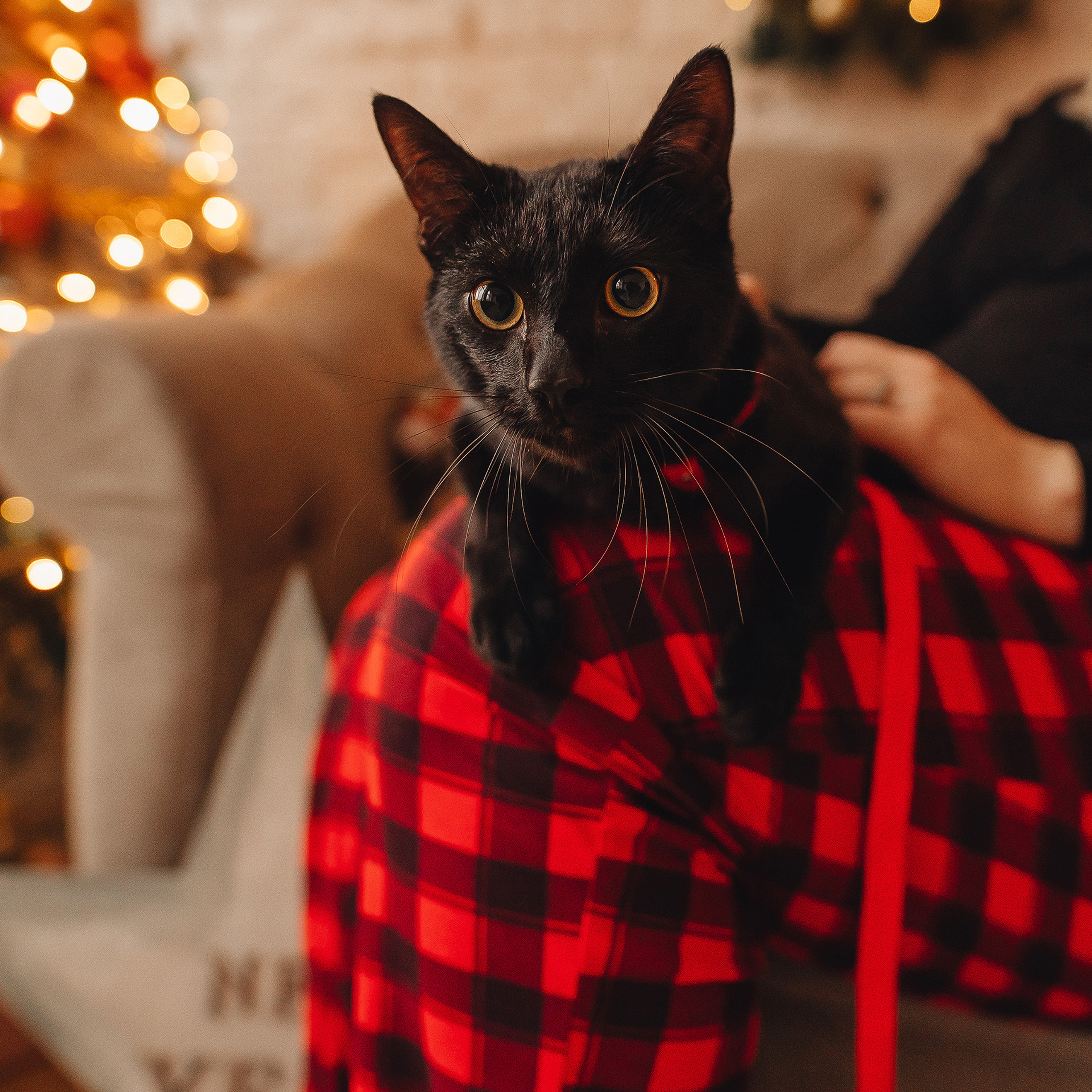 Кот Люцифер