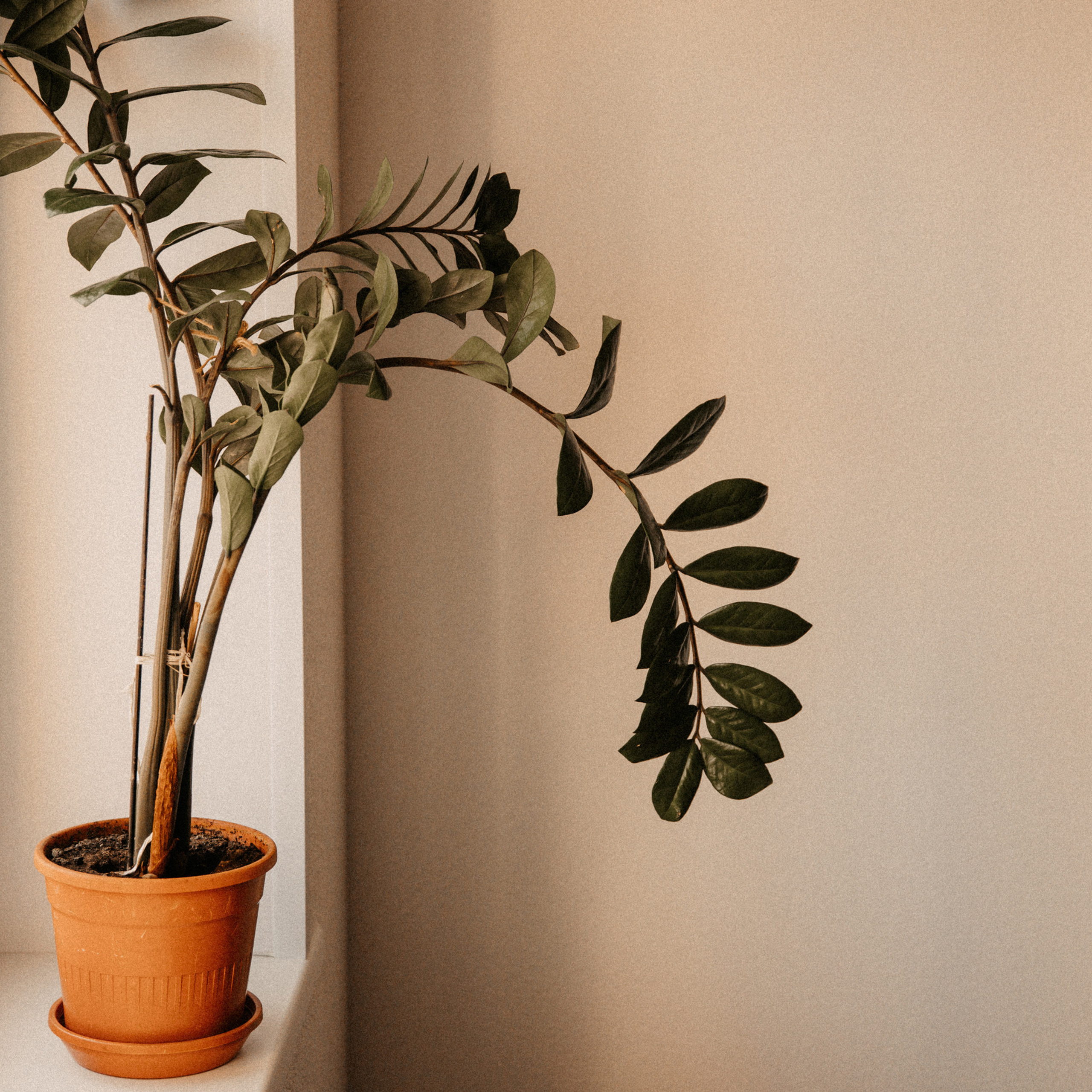 Отзывы. Свадебный и семейный фотограф в Туле и области Маша Костина