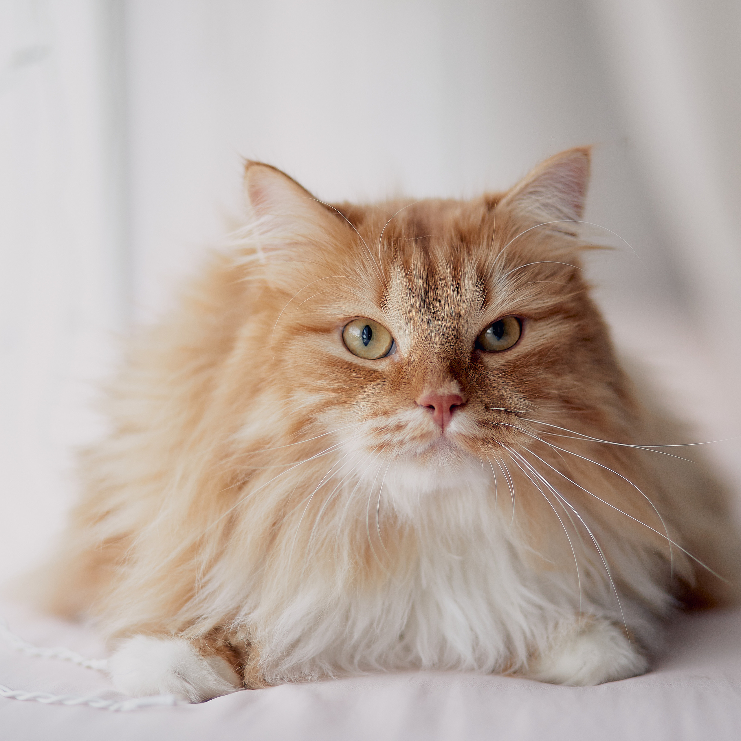 Пушистая фотосессия :)