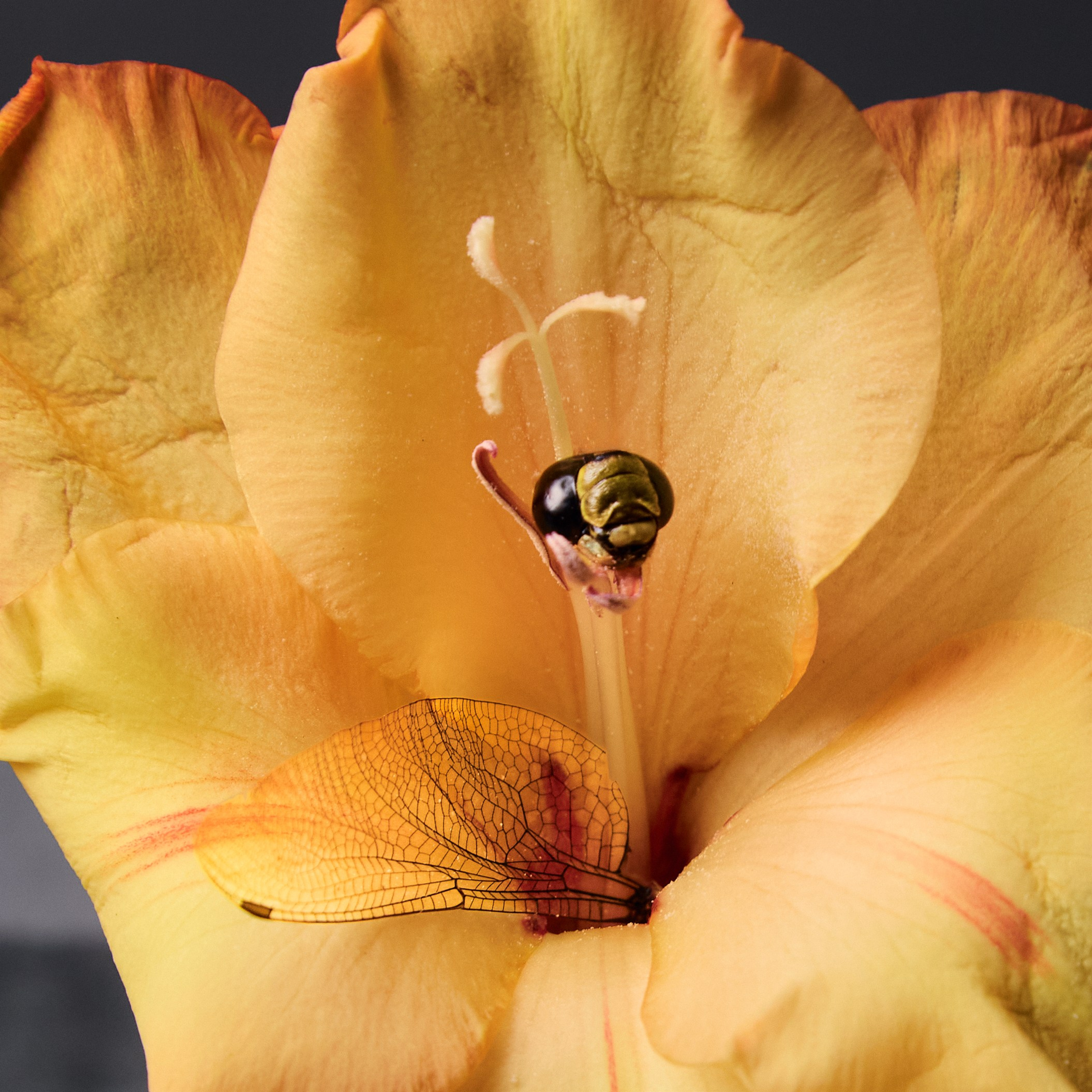 Letter for my future wife. Daria Blinova