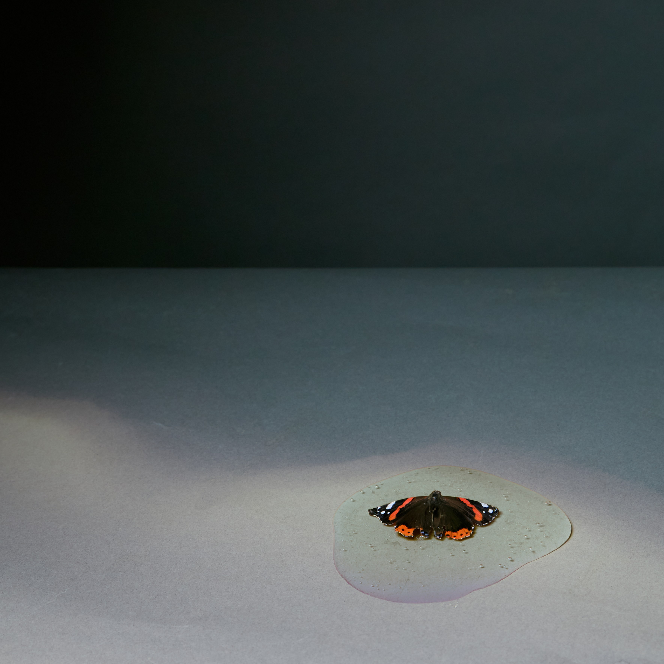 Letter for my future wife. Daria Blinova