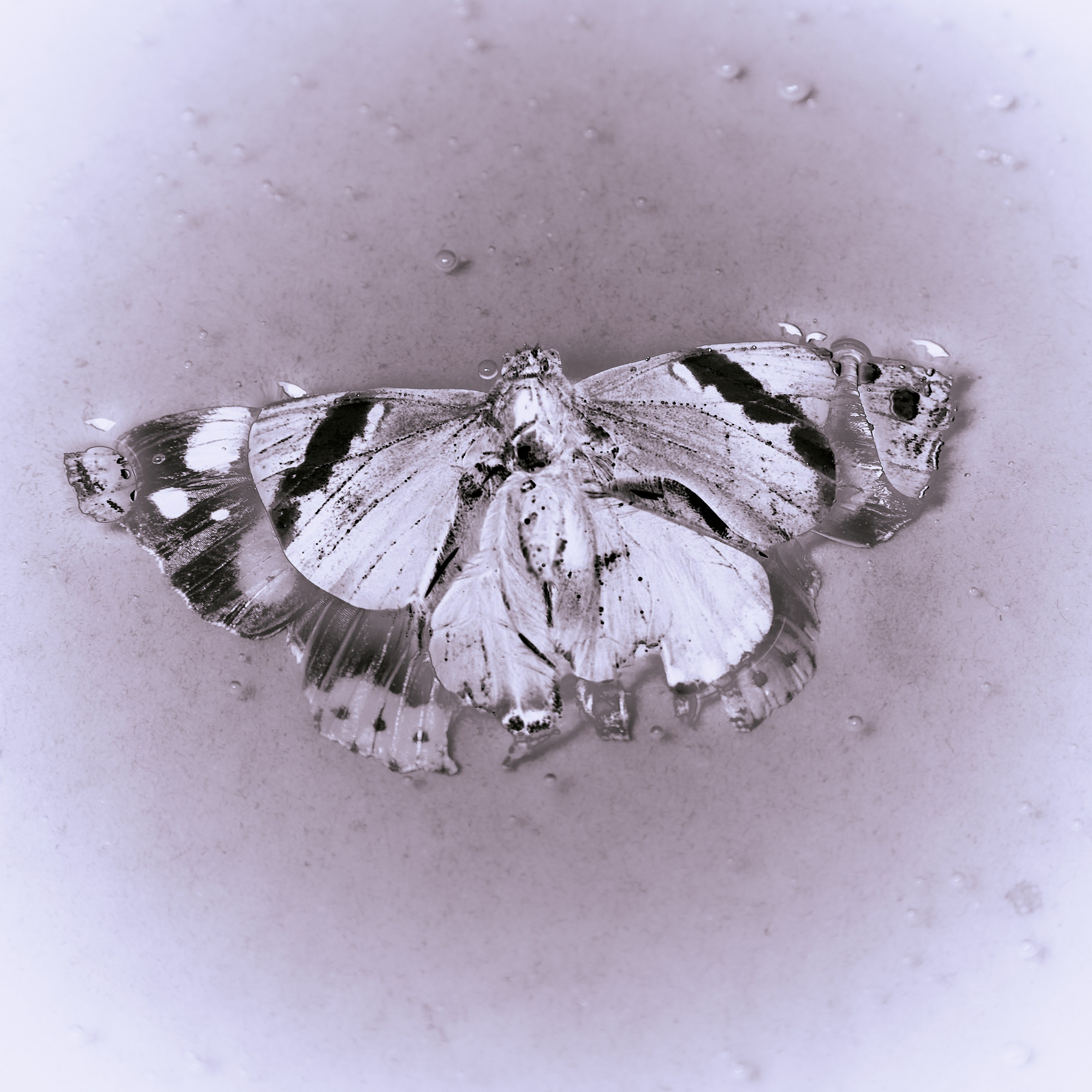 Letter for my future wife. Daria Blinova