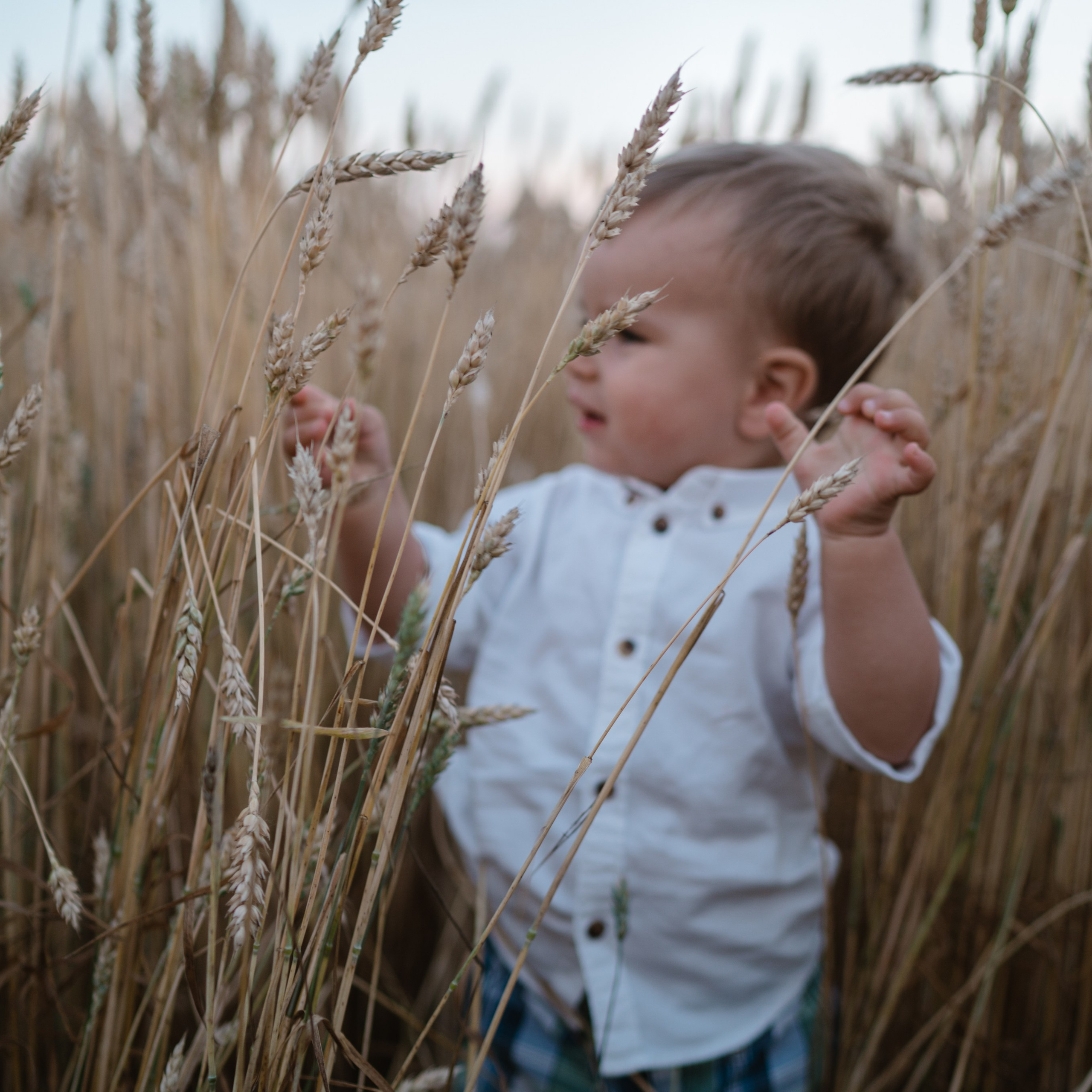 Вечер в колосках