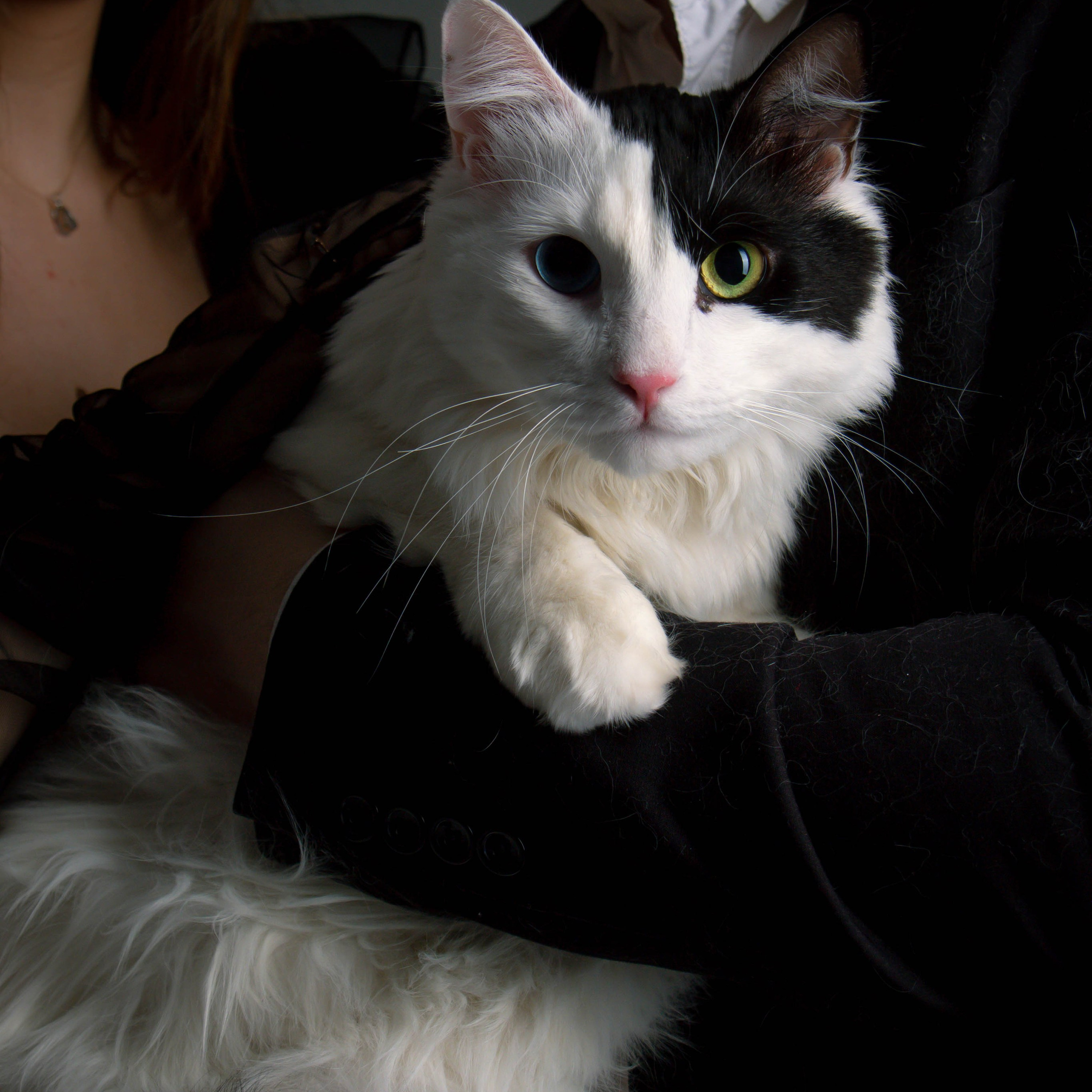 Анна и ее котики