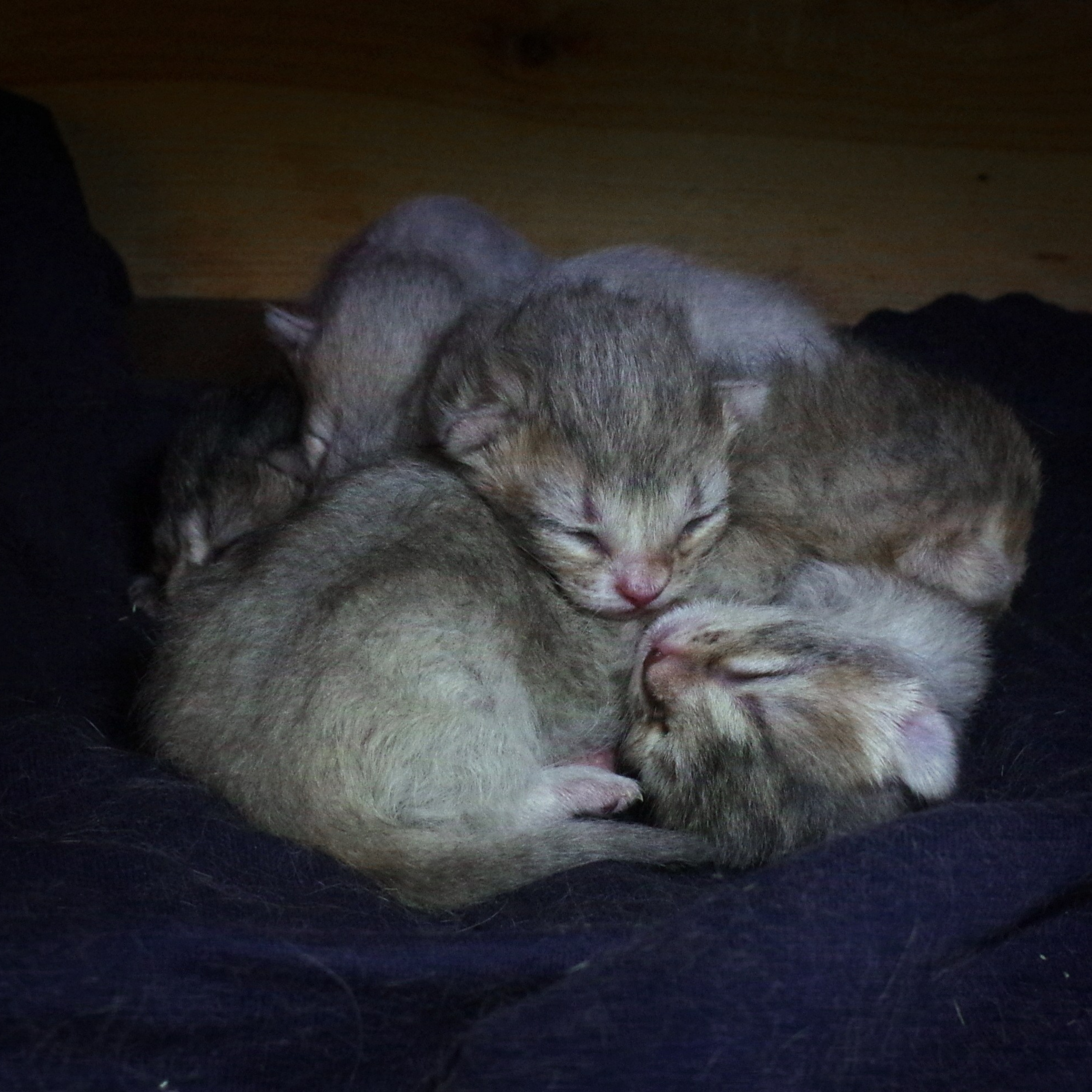 Котятам 2 дня