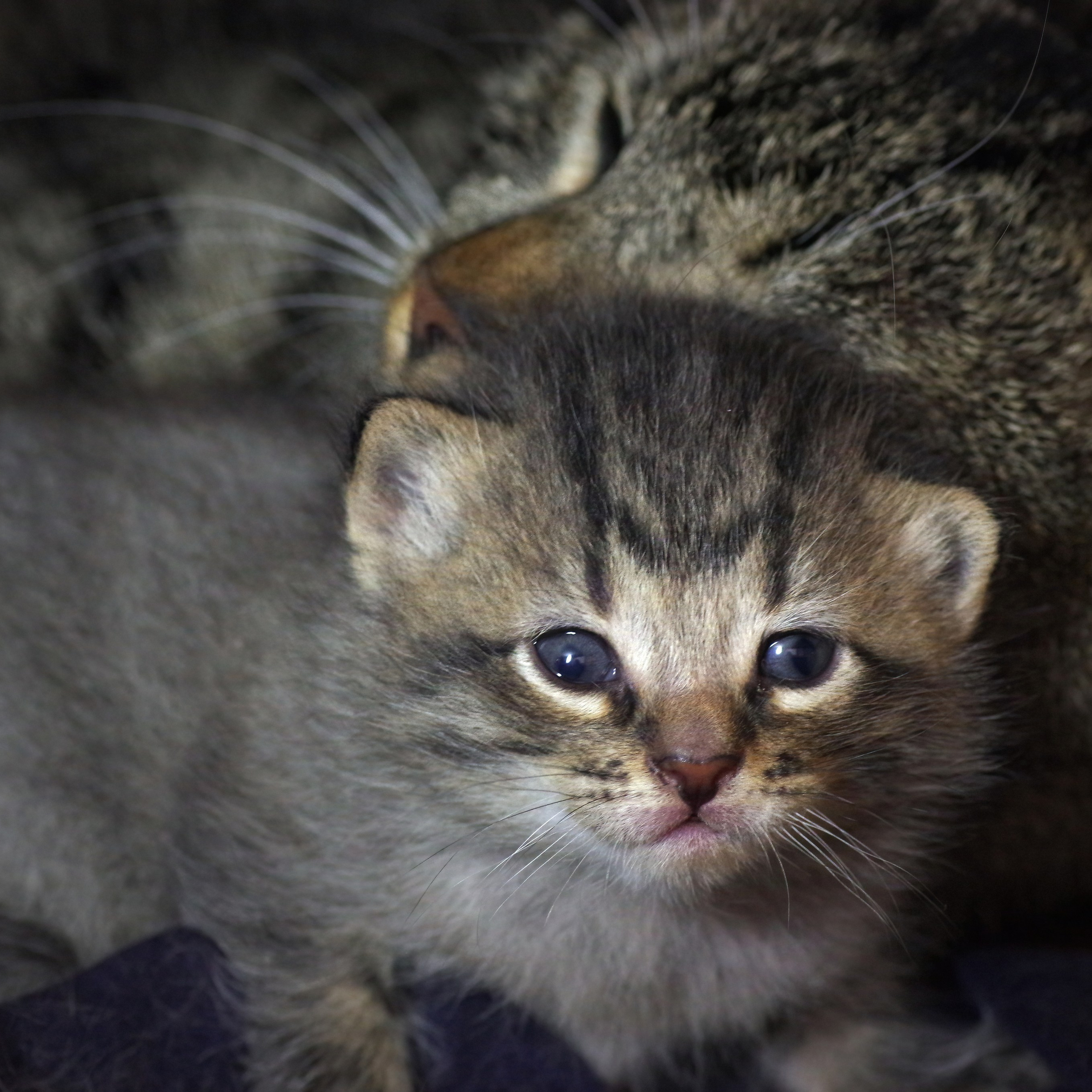 Котятам 16 дней