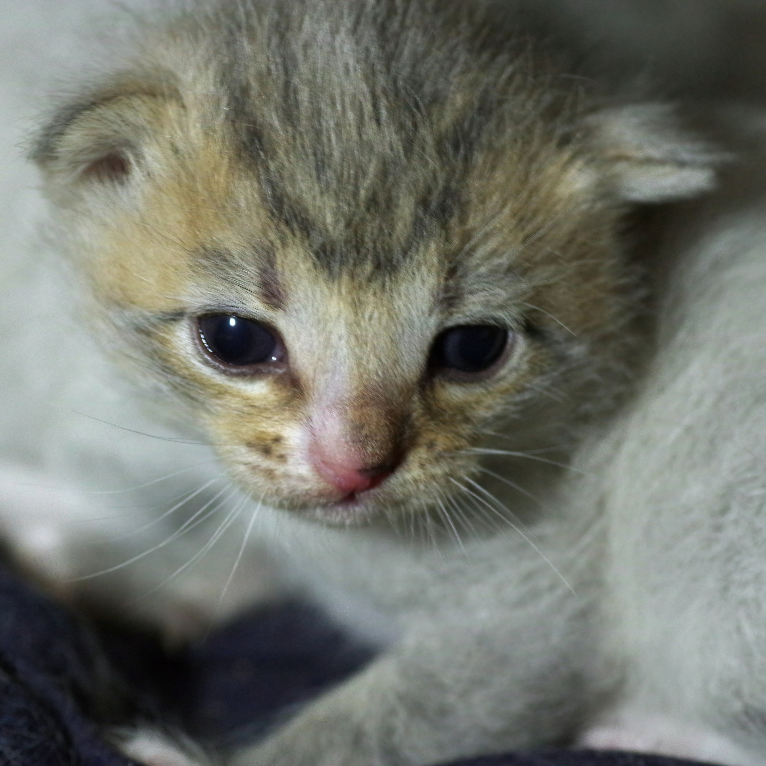 Котятам 13 дней