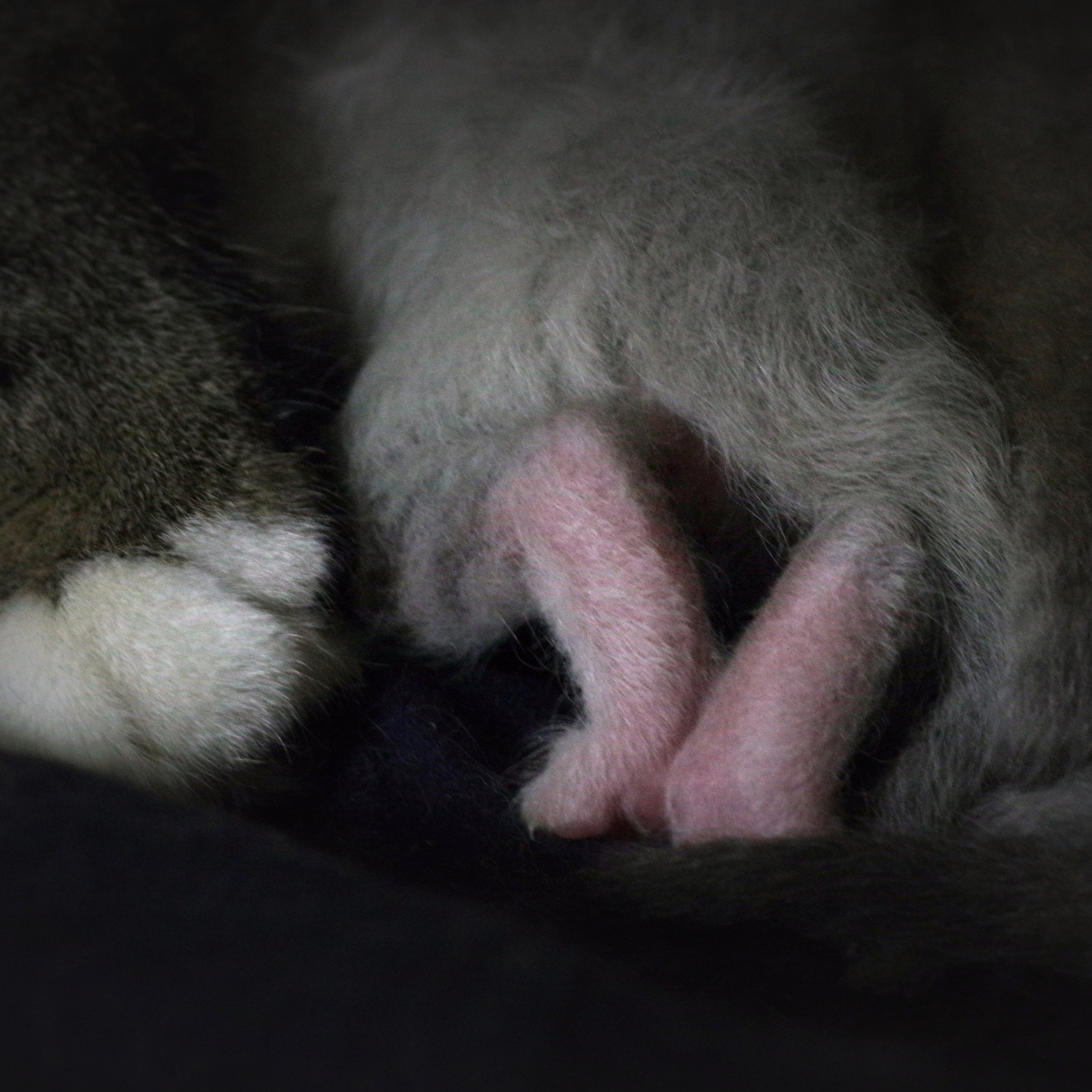 котятам 6 дней