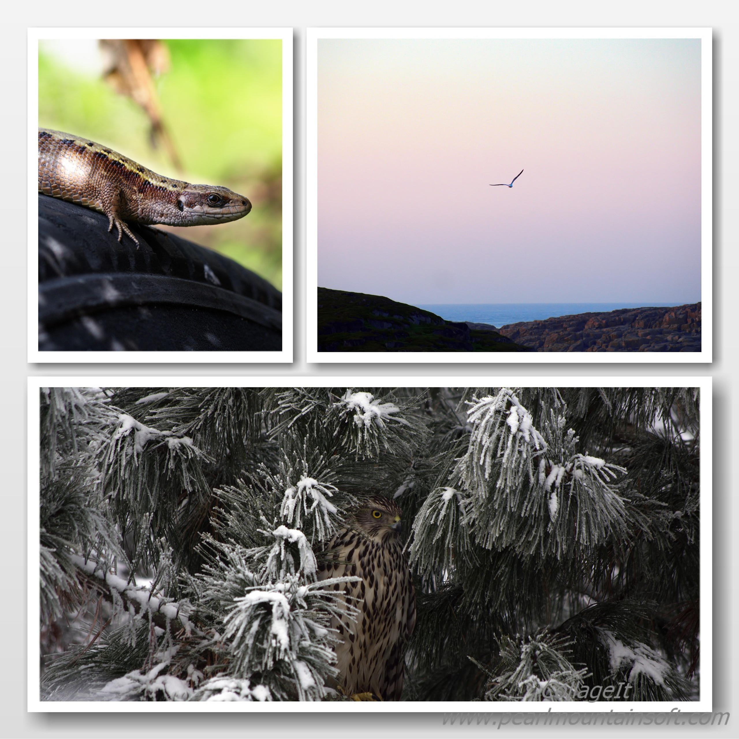 Чайка.Ящерица.Сова.