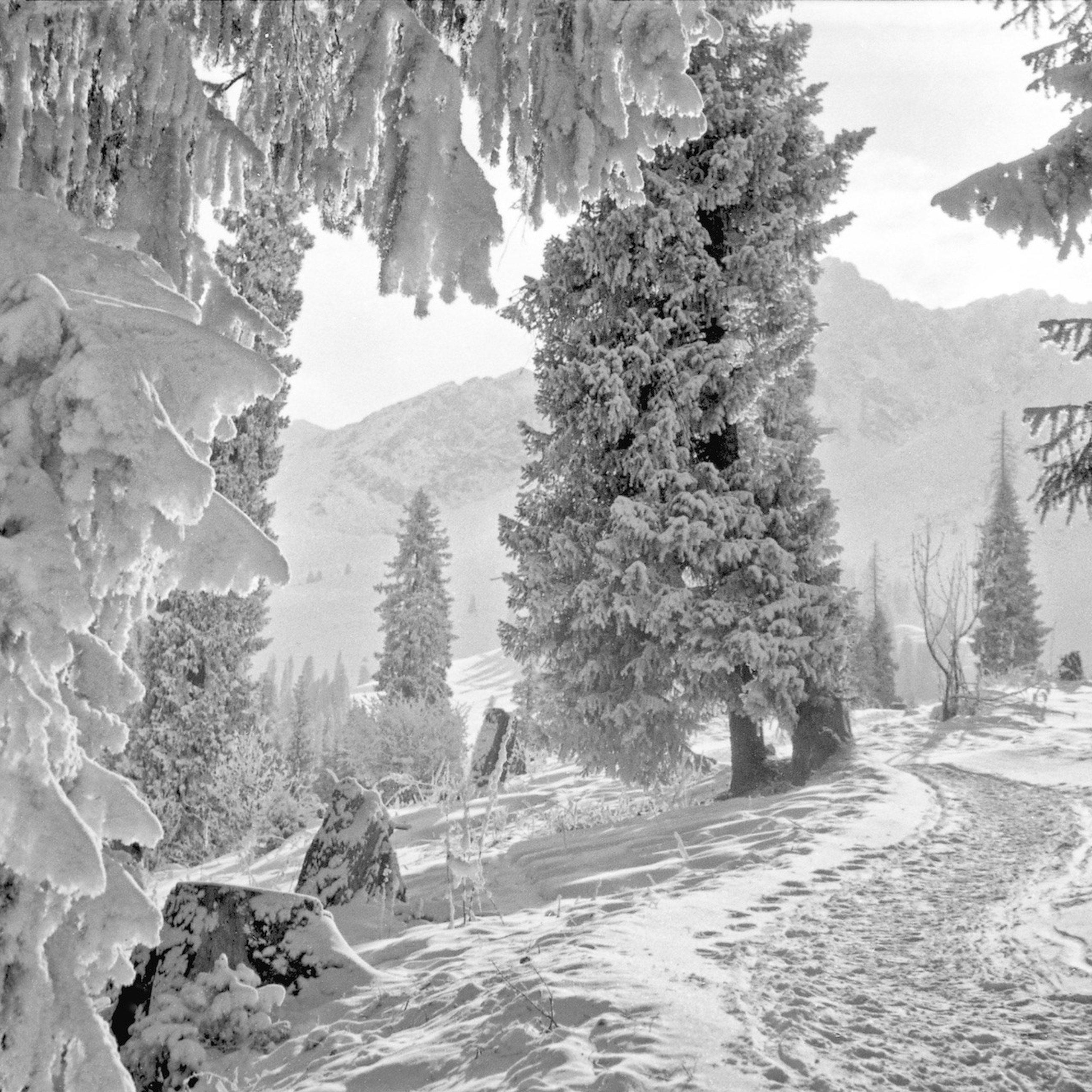 Черно-белая фотография