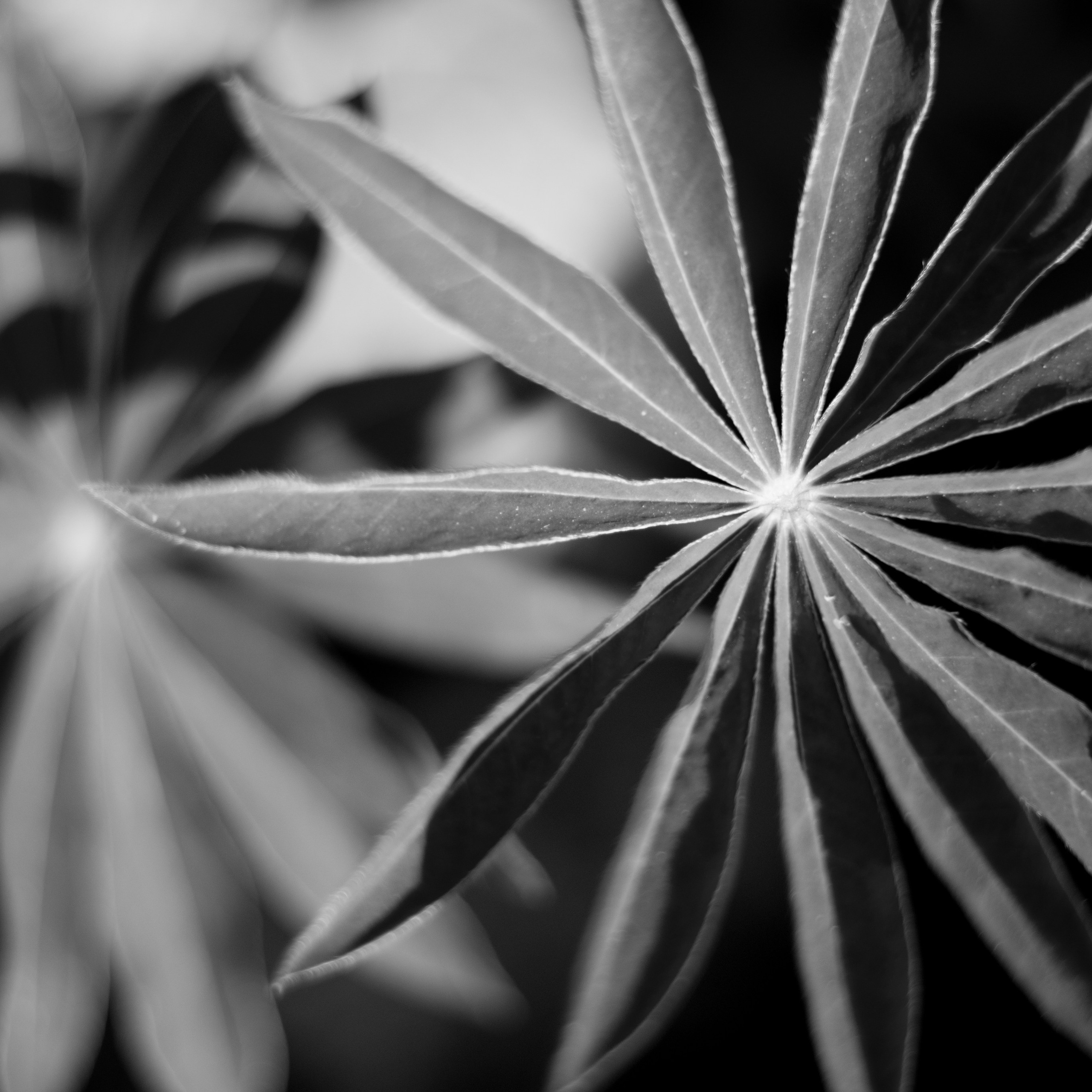 Отзывы. Federico Pinholio / photographer