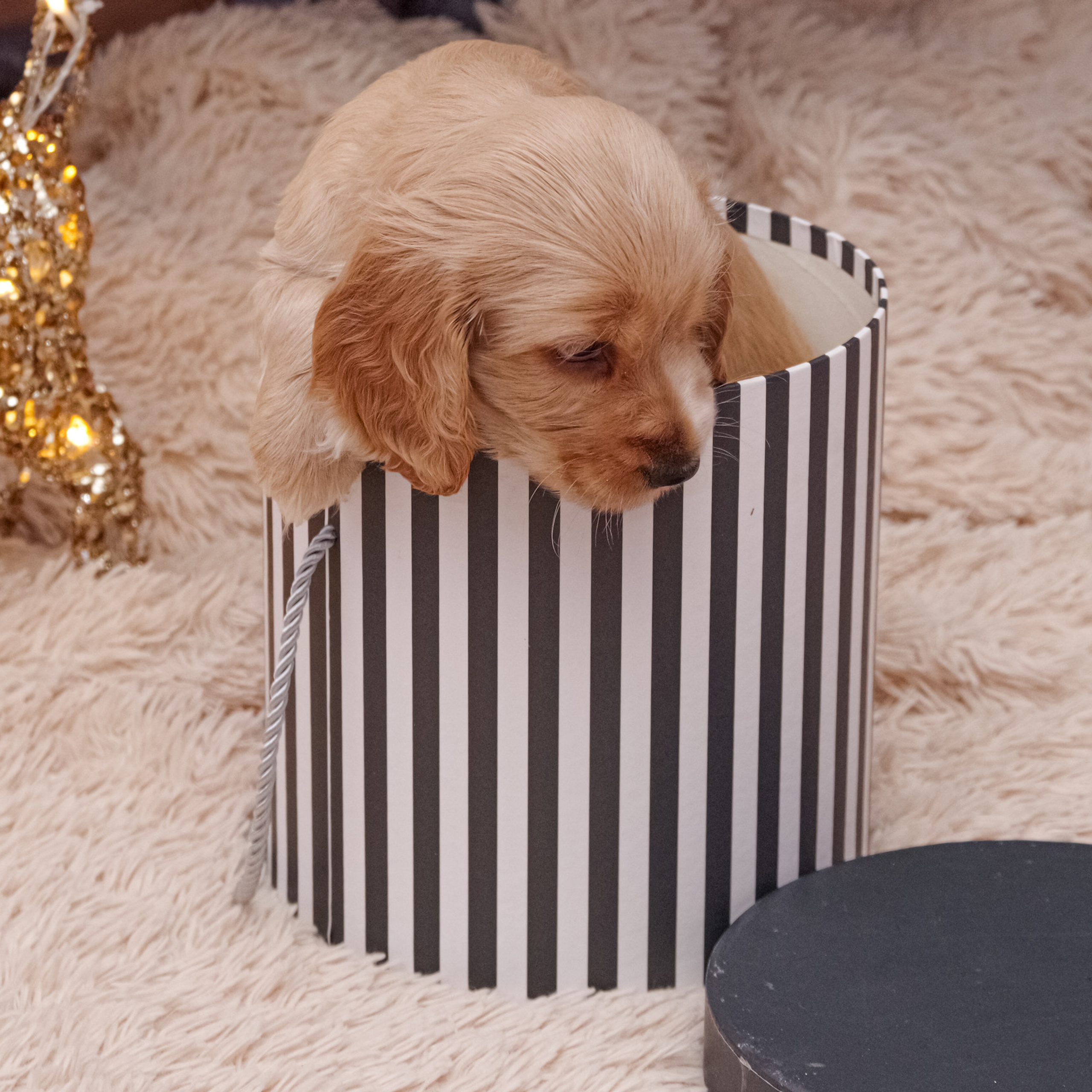 Отзывы. Фотограф Светлана Воронцова