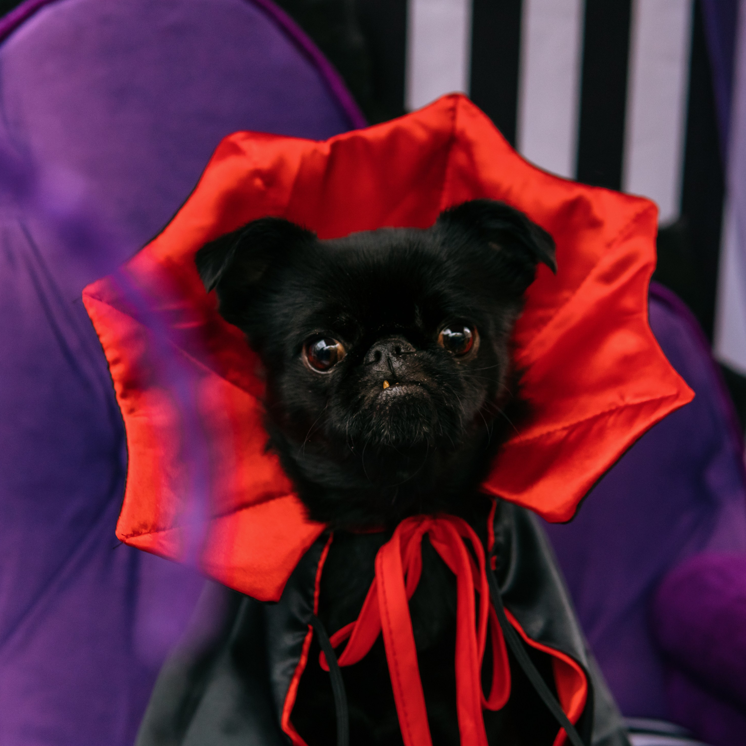 Тематическая встреча породников «Griffween»